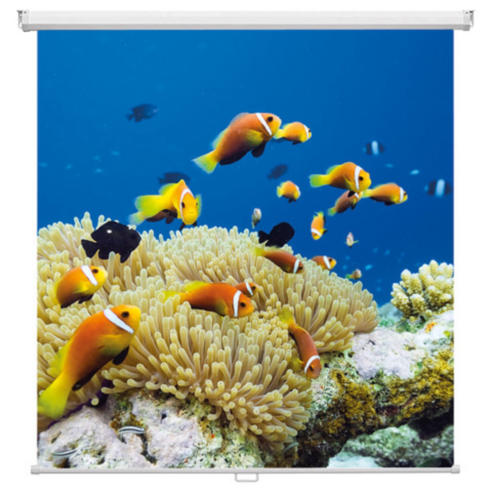 magnetoplan Rollo-Leinwand „Cinerollo“ 2400 x 2400 mm | 04013695037257