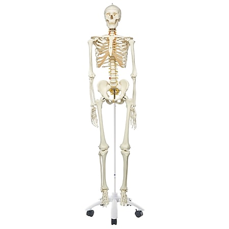 3B Scientific Skelett Fred A15, das flexible Skelett auf Metallstativ mit 5 Rollen - Bild 1
