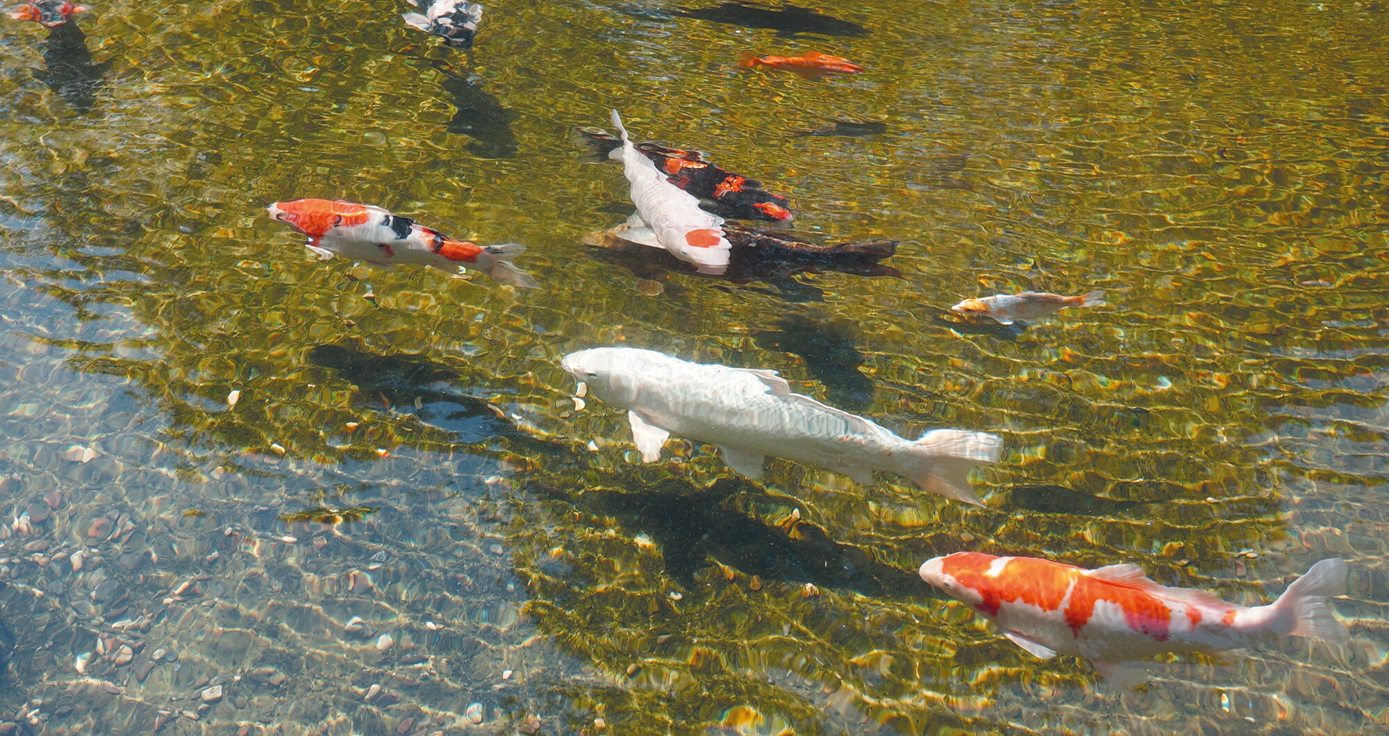 Ubbink AlgClear 35000 UVC Teichkl&auml;rer - Bild 1