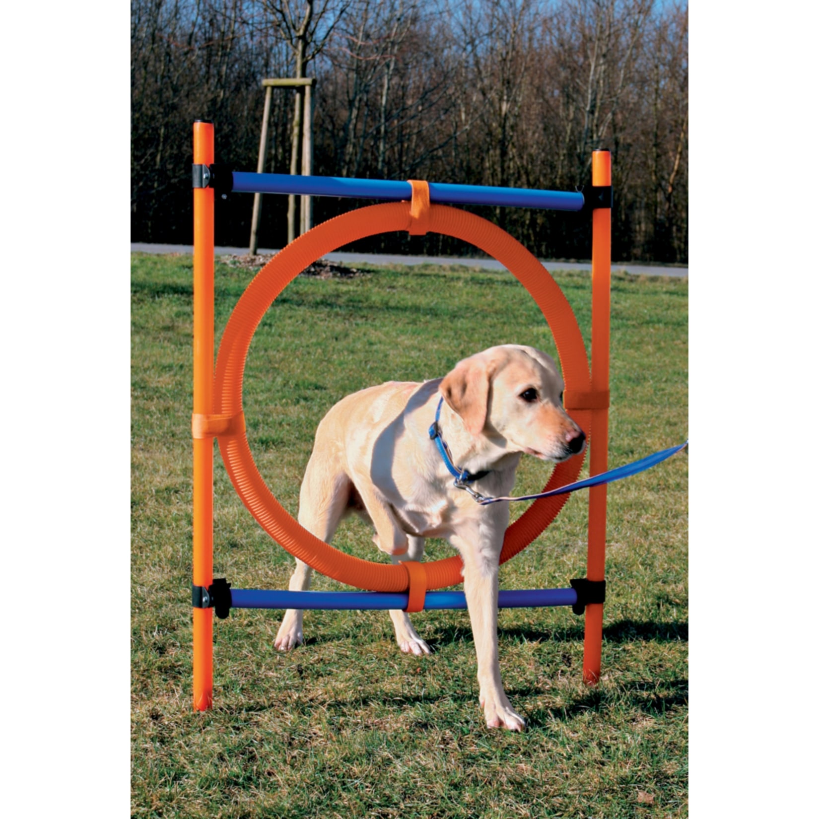Dog - Agility - Ring - Bild 1
