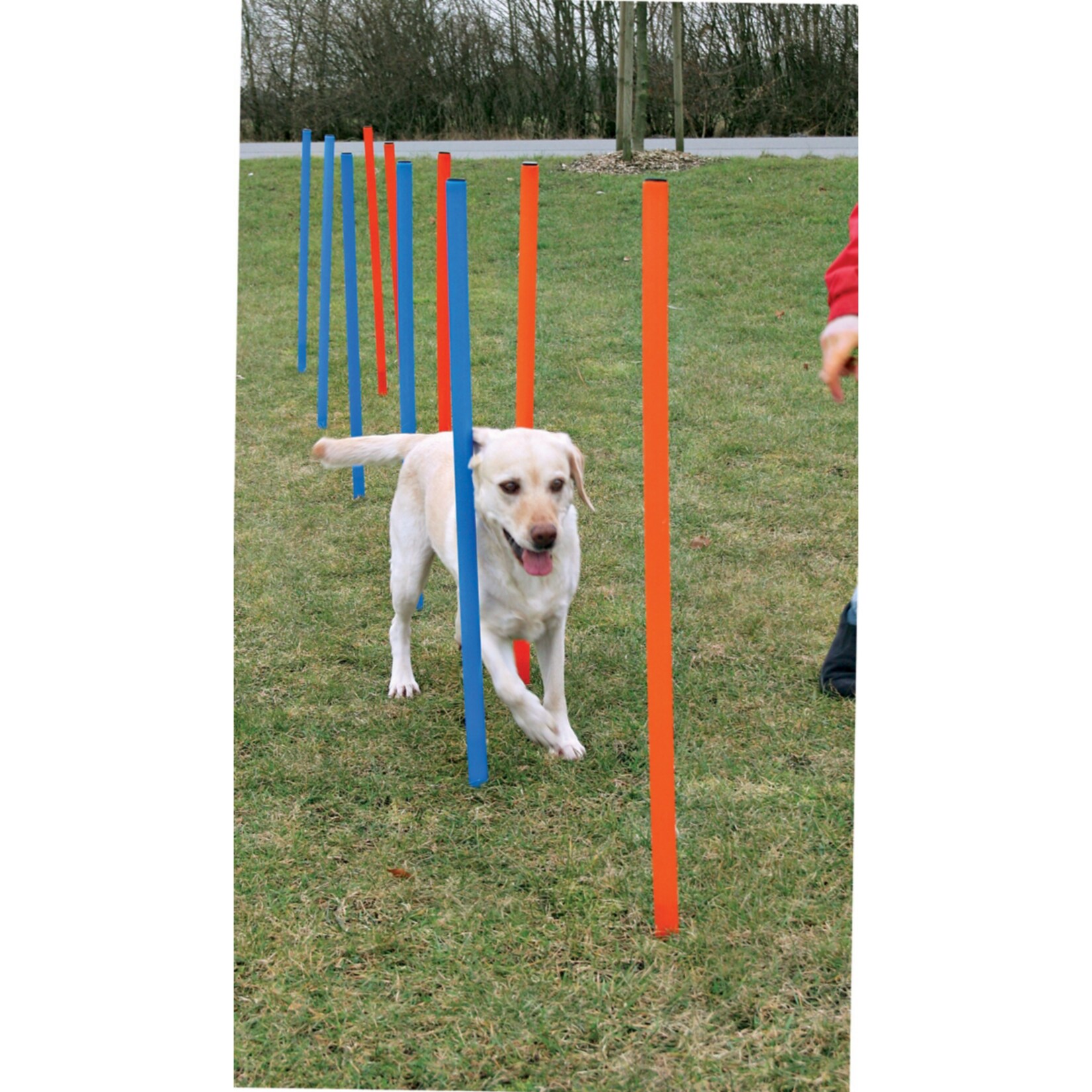 Dog - Agility - Slalom - Bild 1