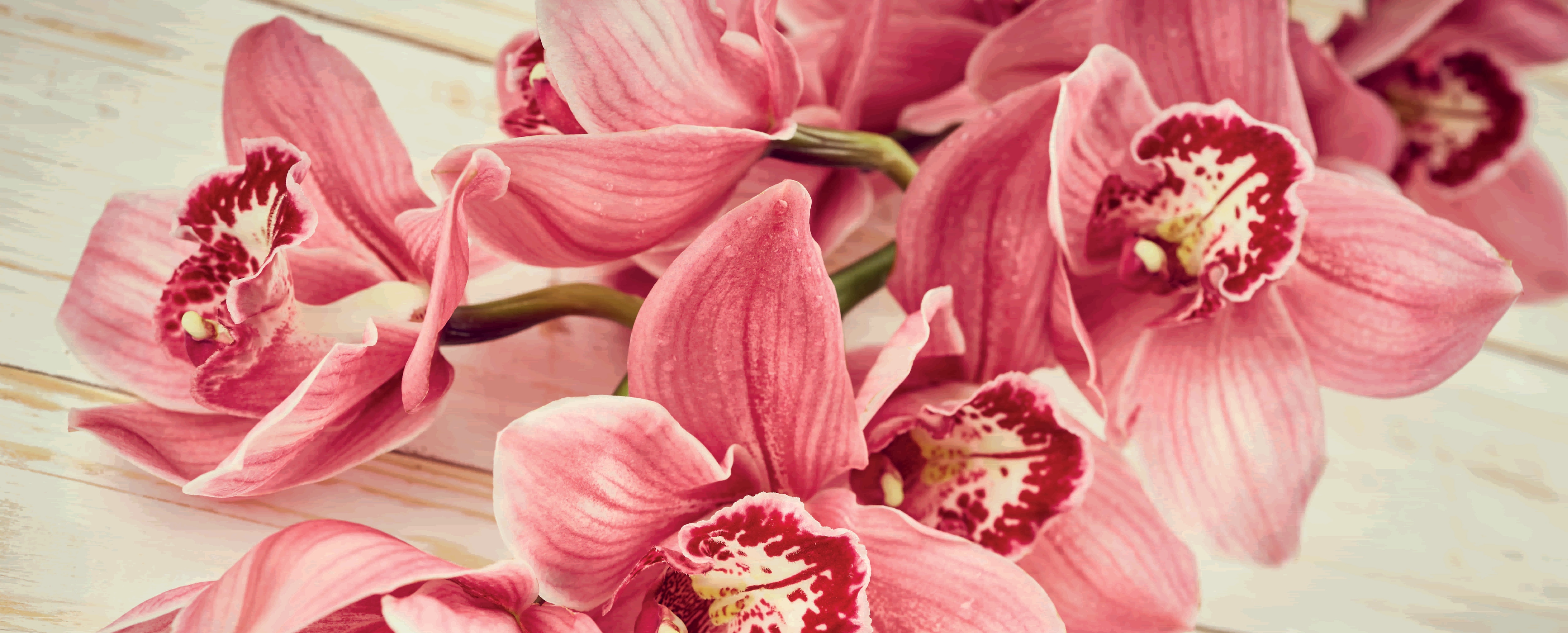 Marmony 800W Infrarot-Heizung Motiv "Pink Orchidee" - Bild 1