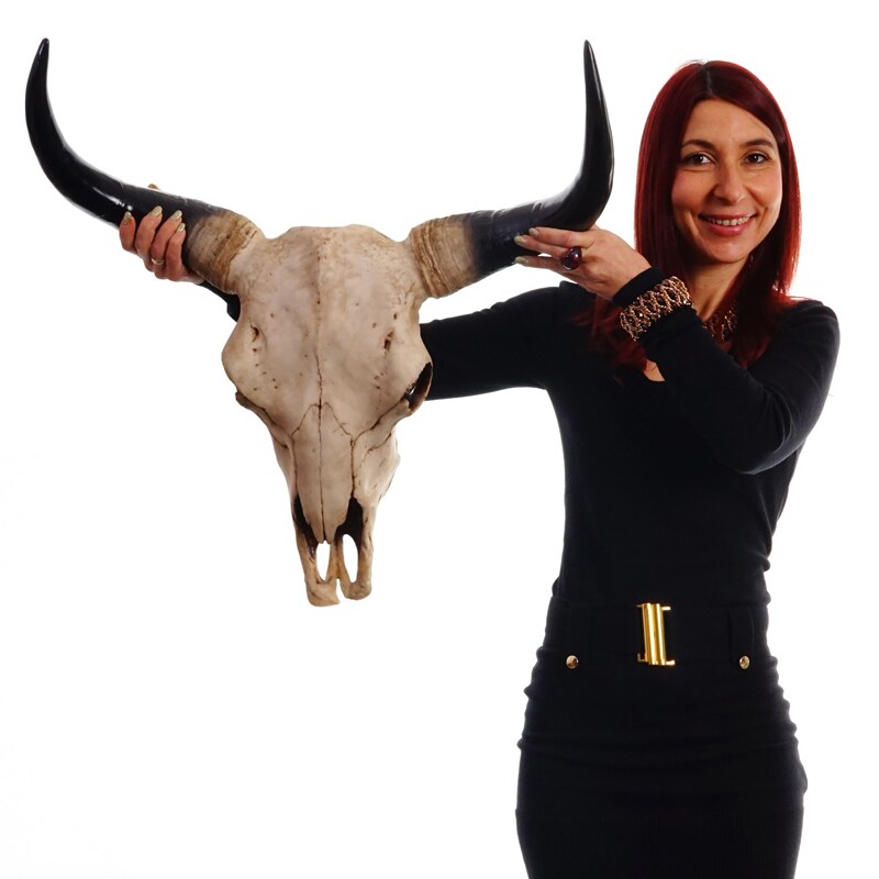 Deko Schädel 64cm, Polyresin Stier Bulle Longhorn Kopf Trophäe, In-/Outdoor ~ natur
