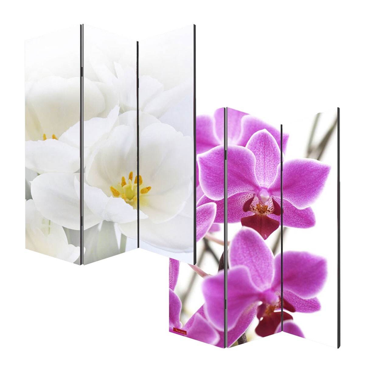 Foto-Paravent Paravent Raumteiler Spanische Wand Bagheria ~ 180x120cm, Orchidee