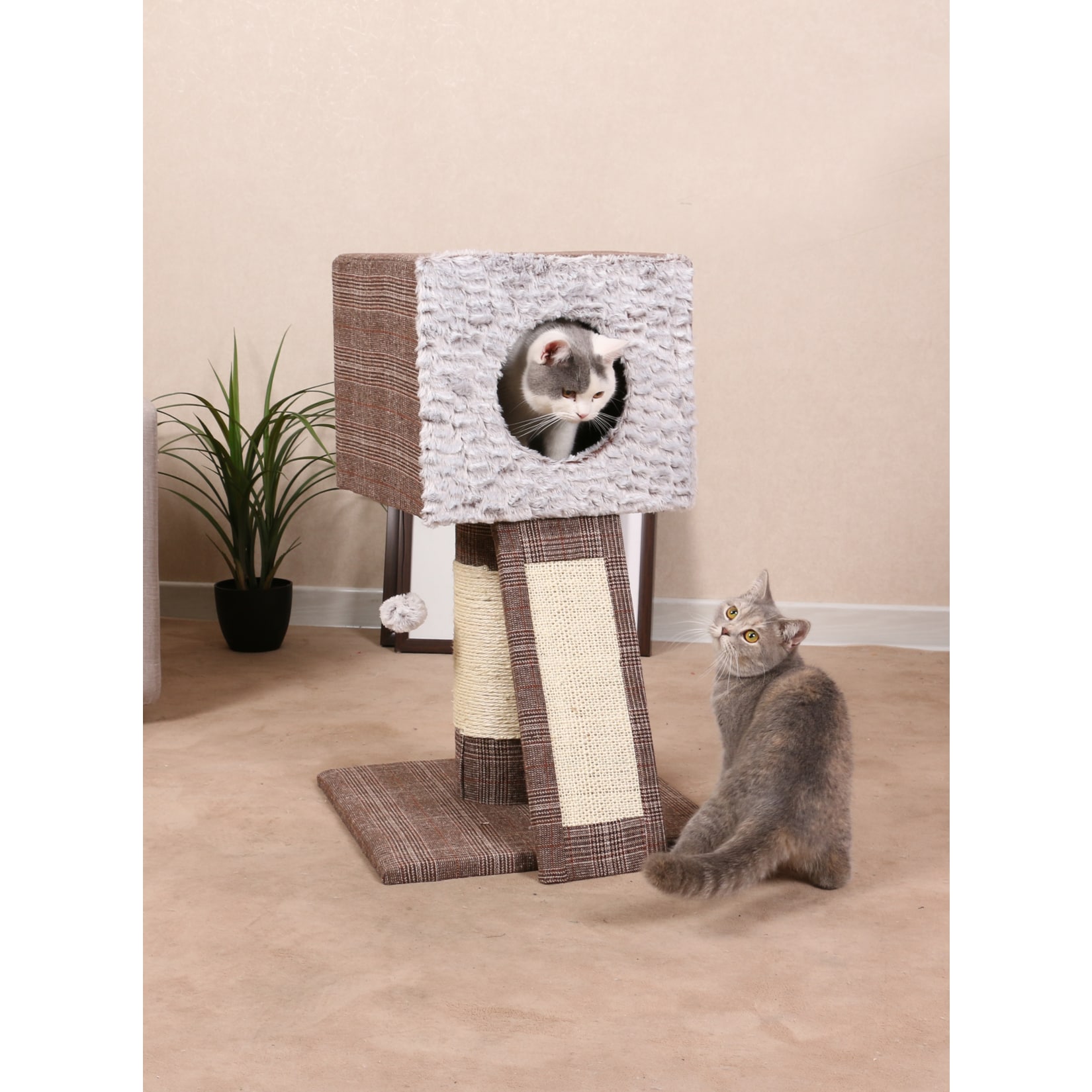 Heim Kratzbaum Schottland I - Bild 1