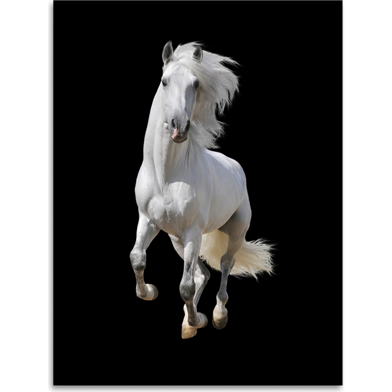Kinzler Digitalbedruckte Wohndecke Pferd, 150 x 200 cm - Bild 1