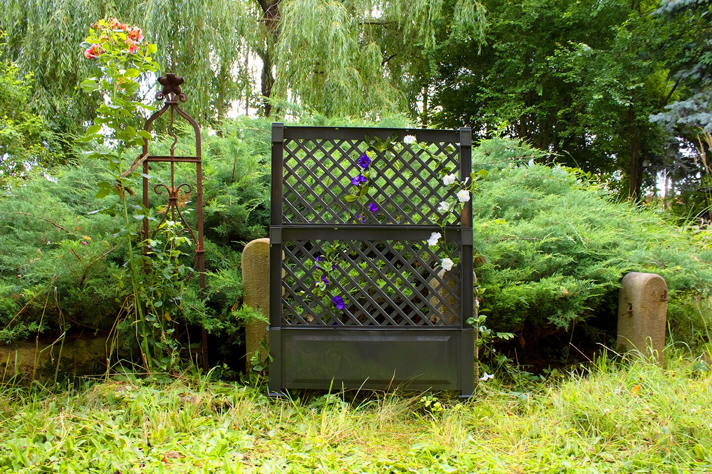 Spalier 100 cm mit Erdspie&szlig;, anthrazit - Bild 1