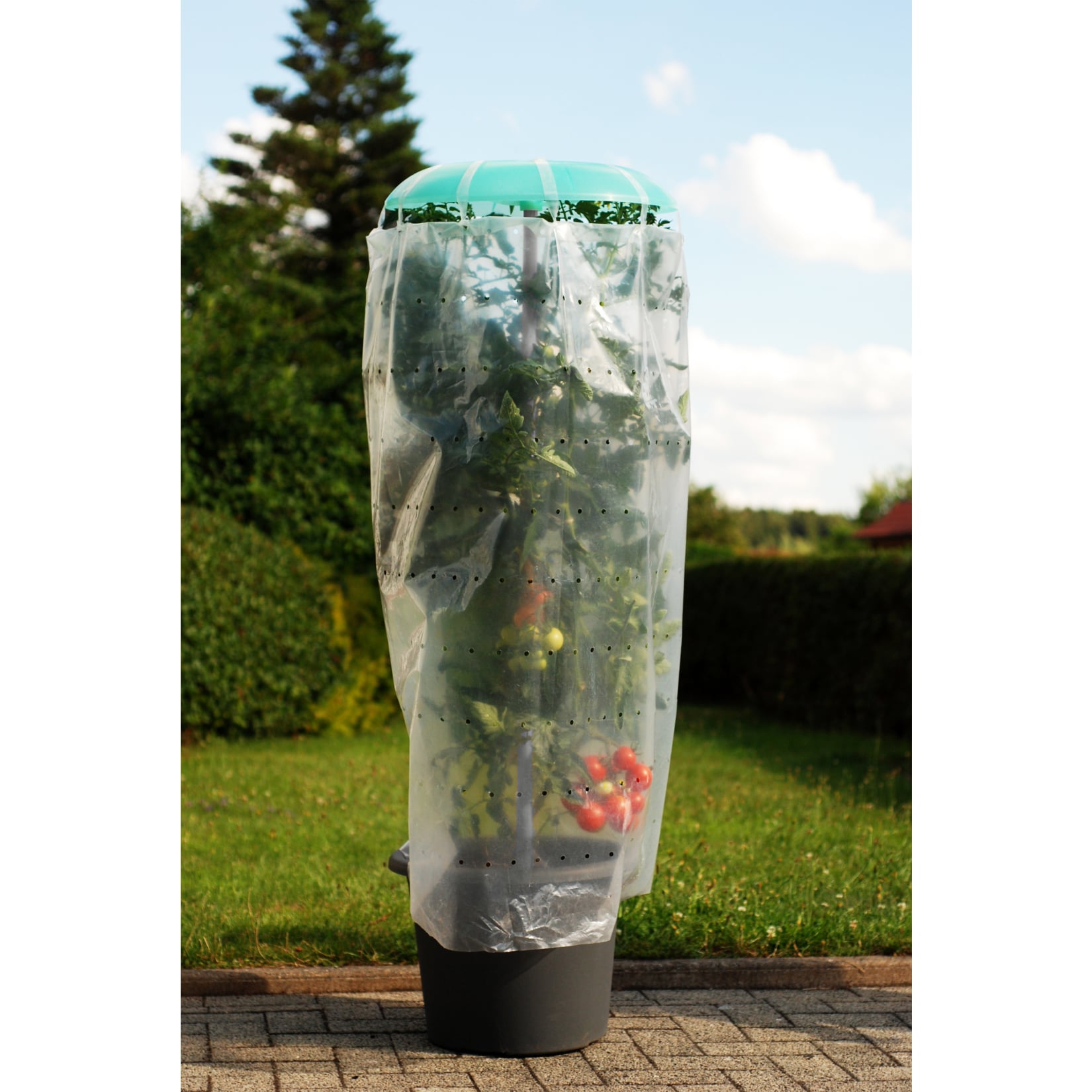 Pflanzhilfe Tomatenhut 2er Set mit Schutzfolie - Bild 1