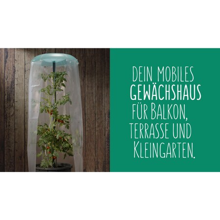 Pflanzhilfe Tomatenhut 3er Set mit bei Schutzfolie kaufen Netto online