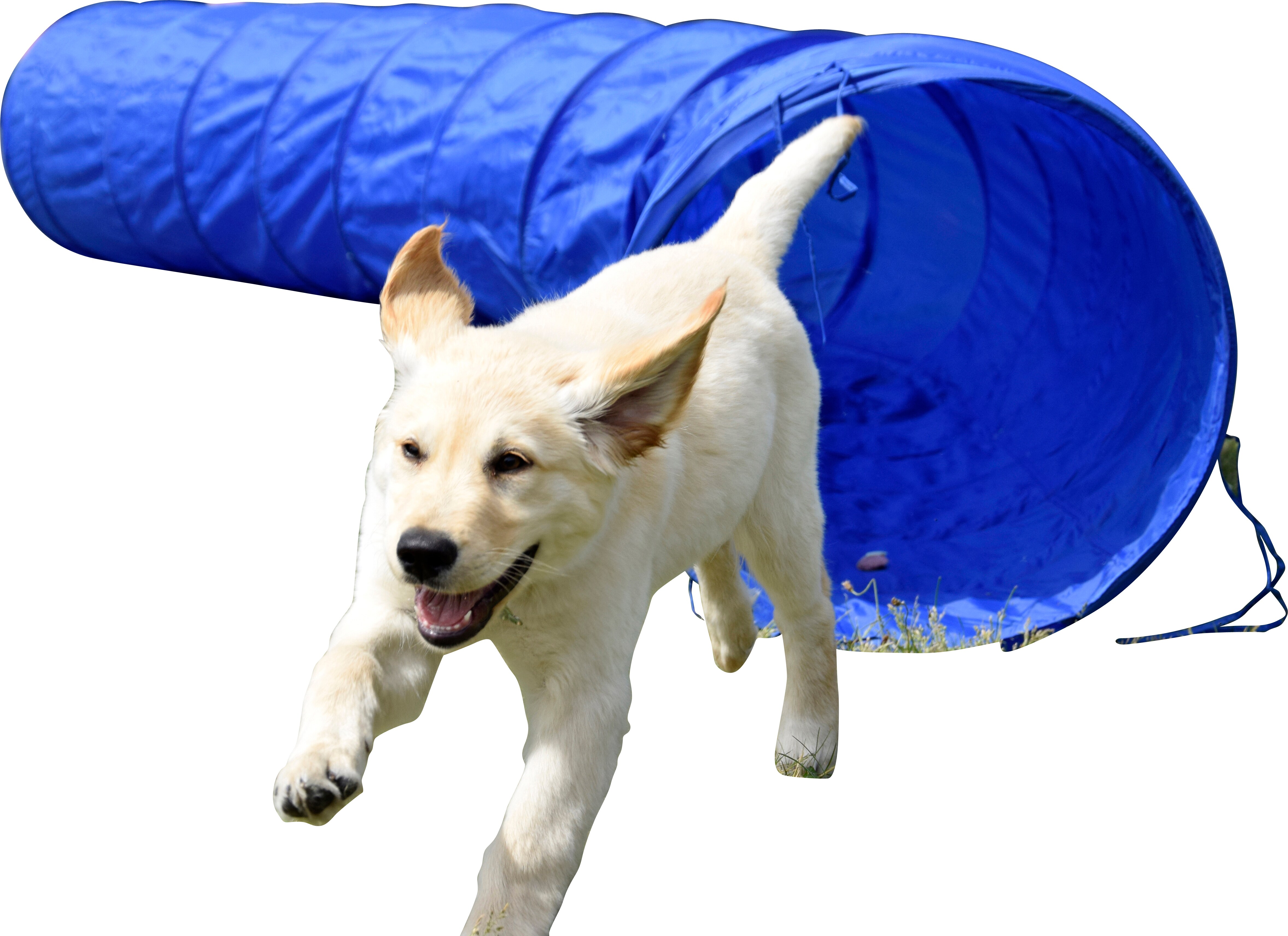 Agility Tunnel zusammenfaltbarer Tunnel f&uuml;r Hundesport | versch. Gr&ouml;&szlig;en - Bild 1