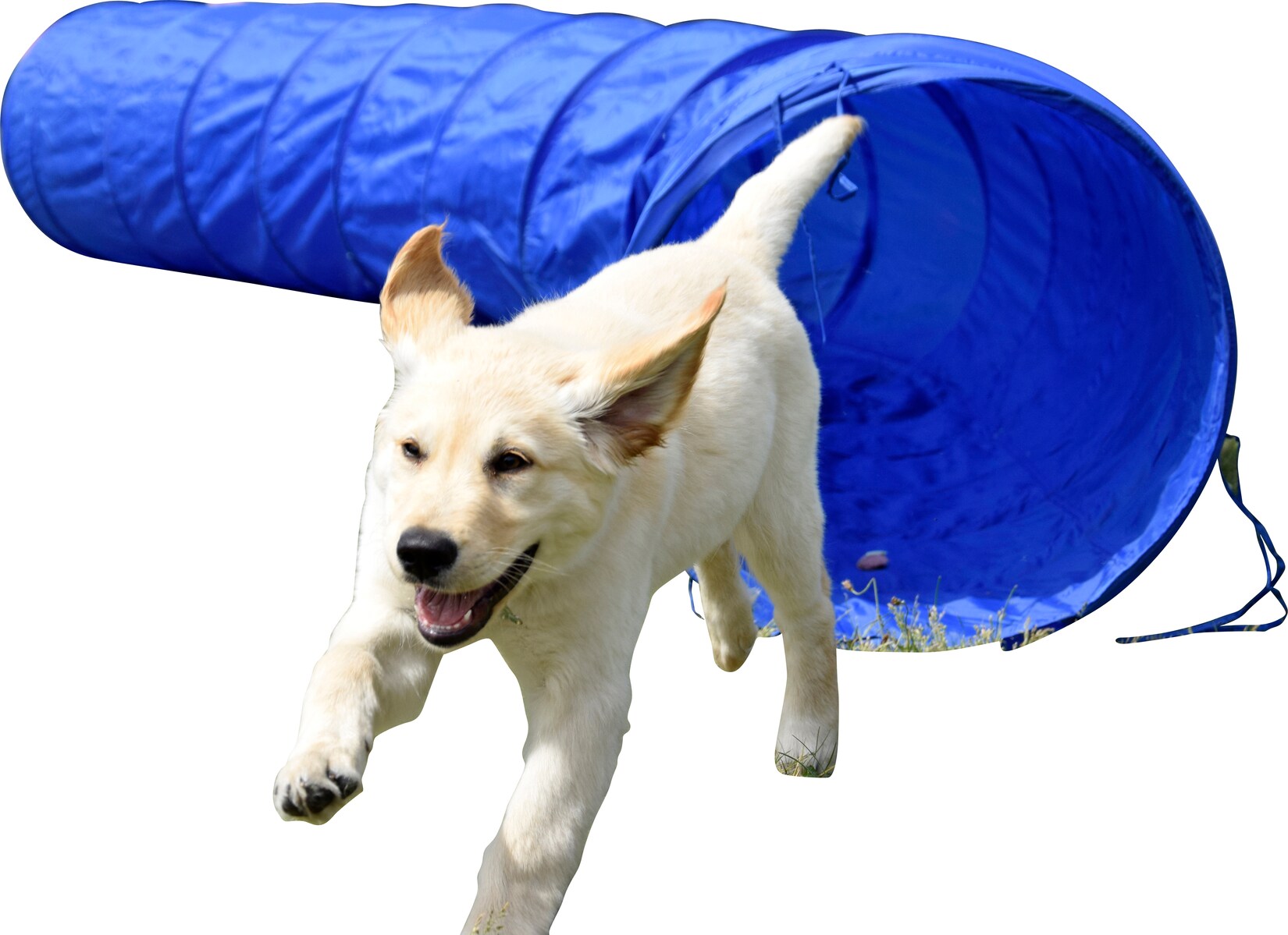 Agility Tunnel zusammenfaltbarer Tunnel für Hundesport   versch. Größen | 04042085508107