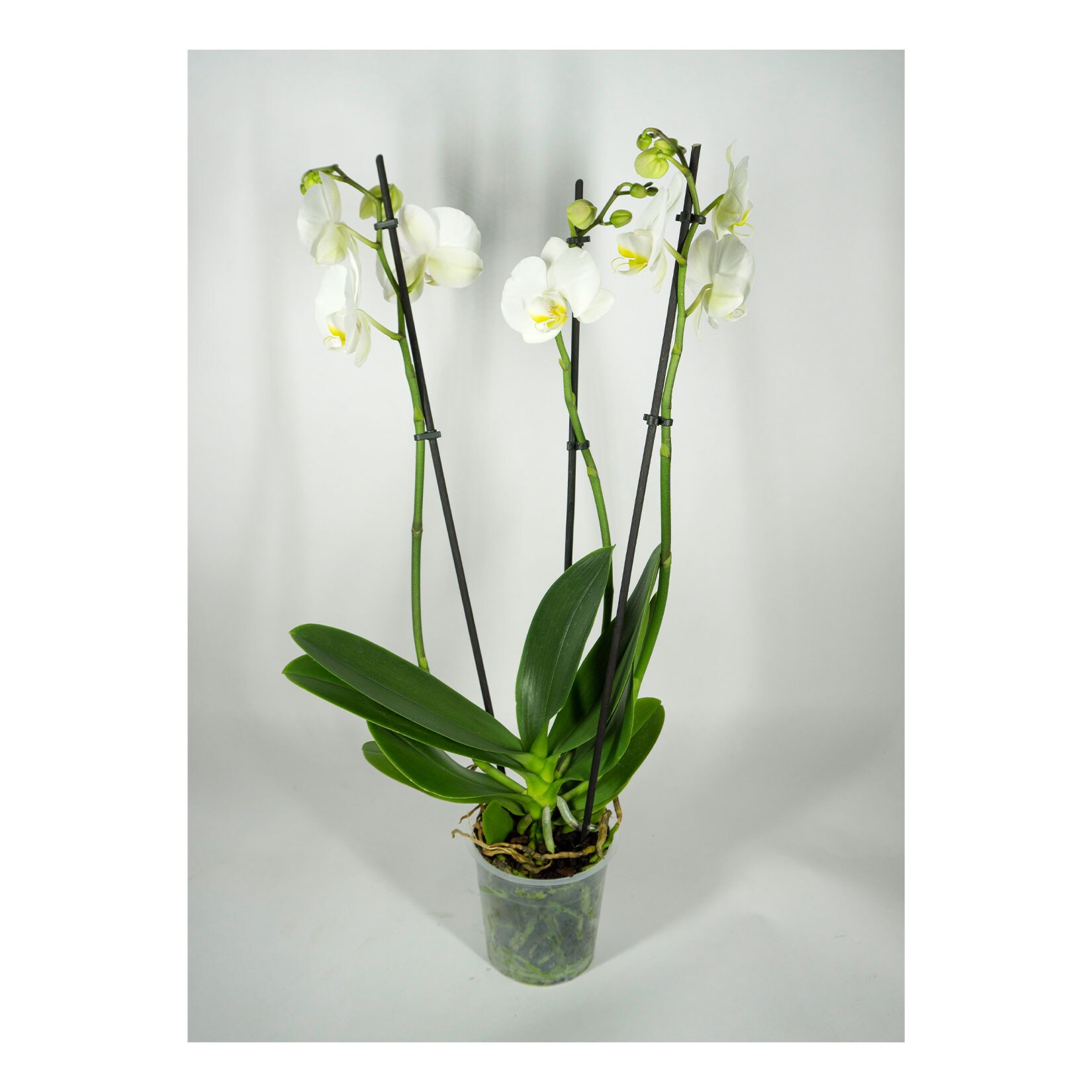 Phalaenopsis Orchidee mit 2 Trieben. Topf und Deko, Höhe 55-65 cm, Ø12 cm Topf, 1 Pflanze | 04311532433119