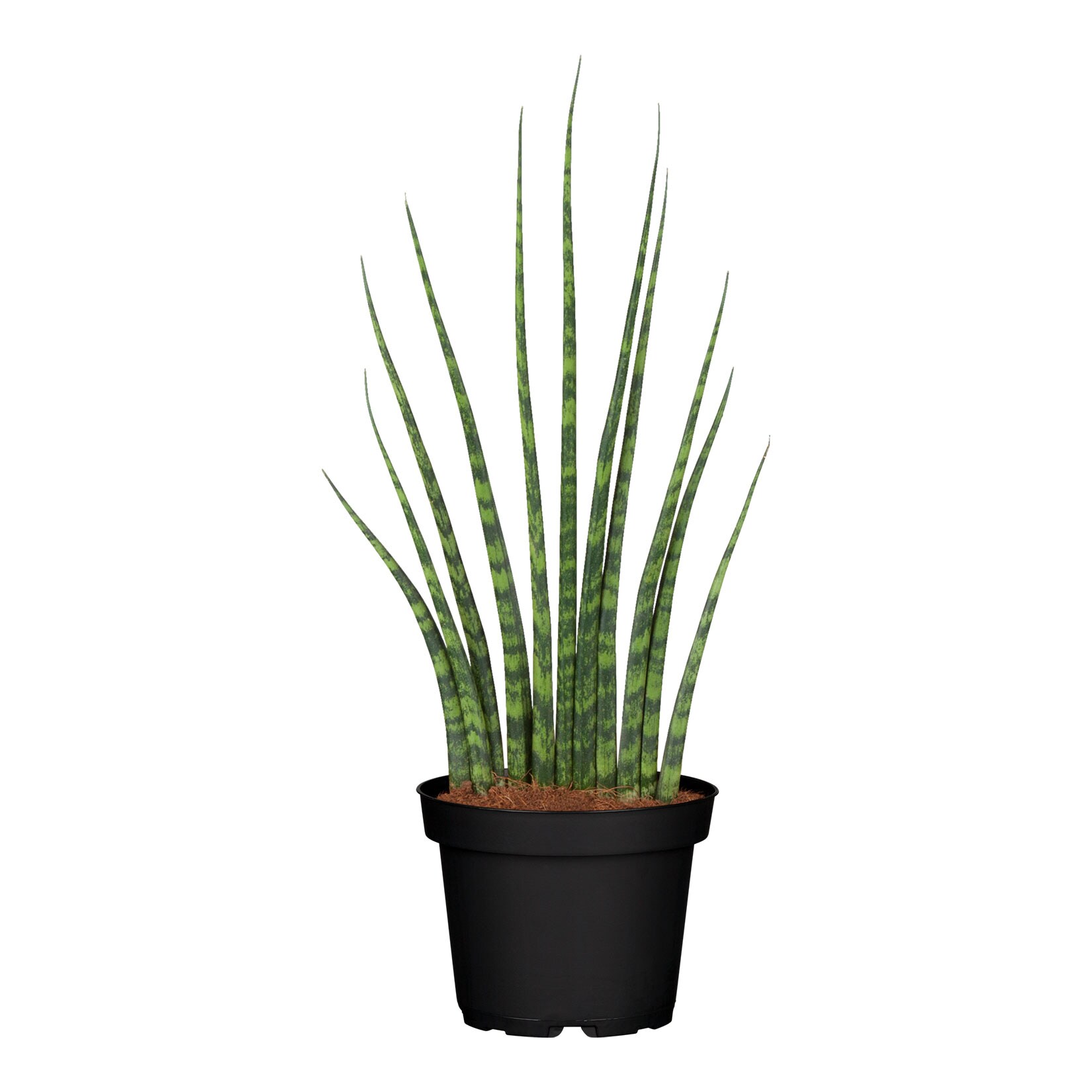 Bogenhanf - Sansevieria Cylindrica Spaghetti, 35-40 cm, &Oslash;12cm, 1 Pflanze - Bild 1