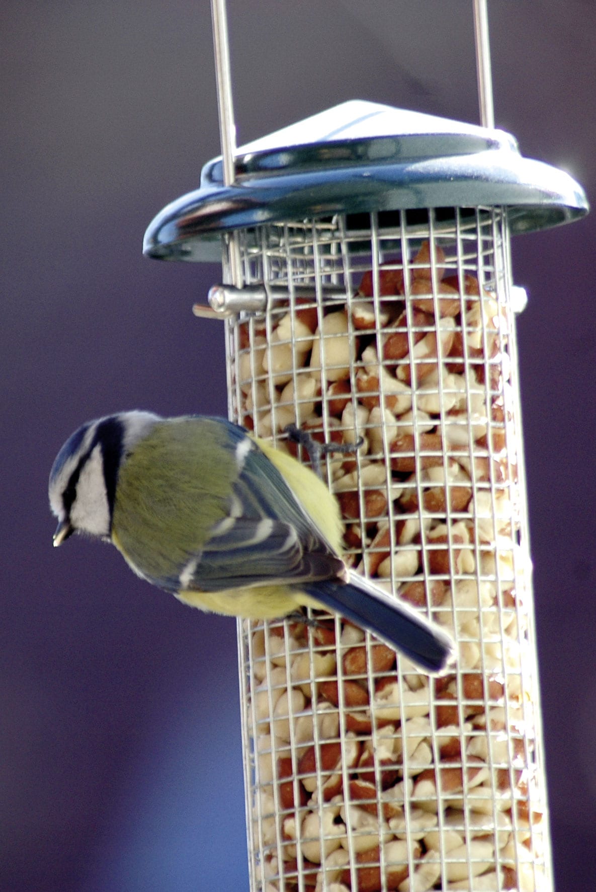 dobar Futters&auml;ule - versch. Ausf&uuml;hrungen - Bild 1