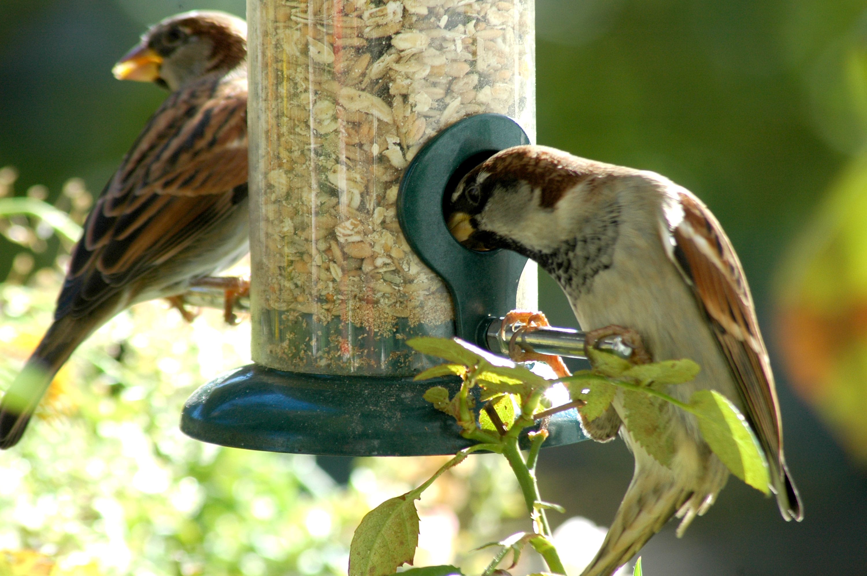 dobar Futters&auml;ule- versch. Ausf&uuml;hrungen - Bild 1