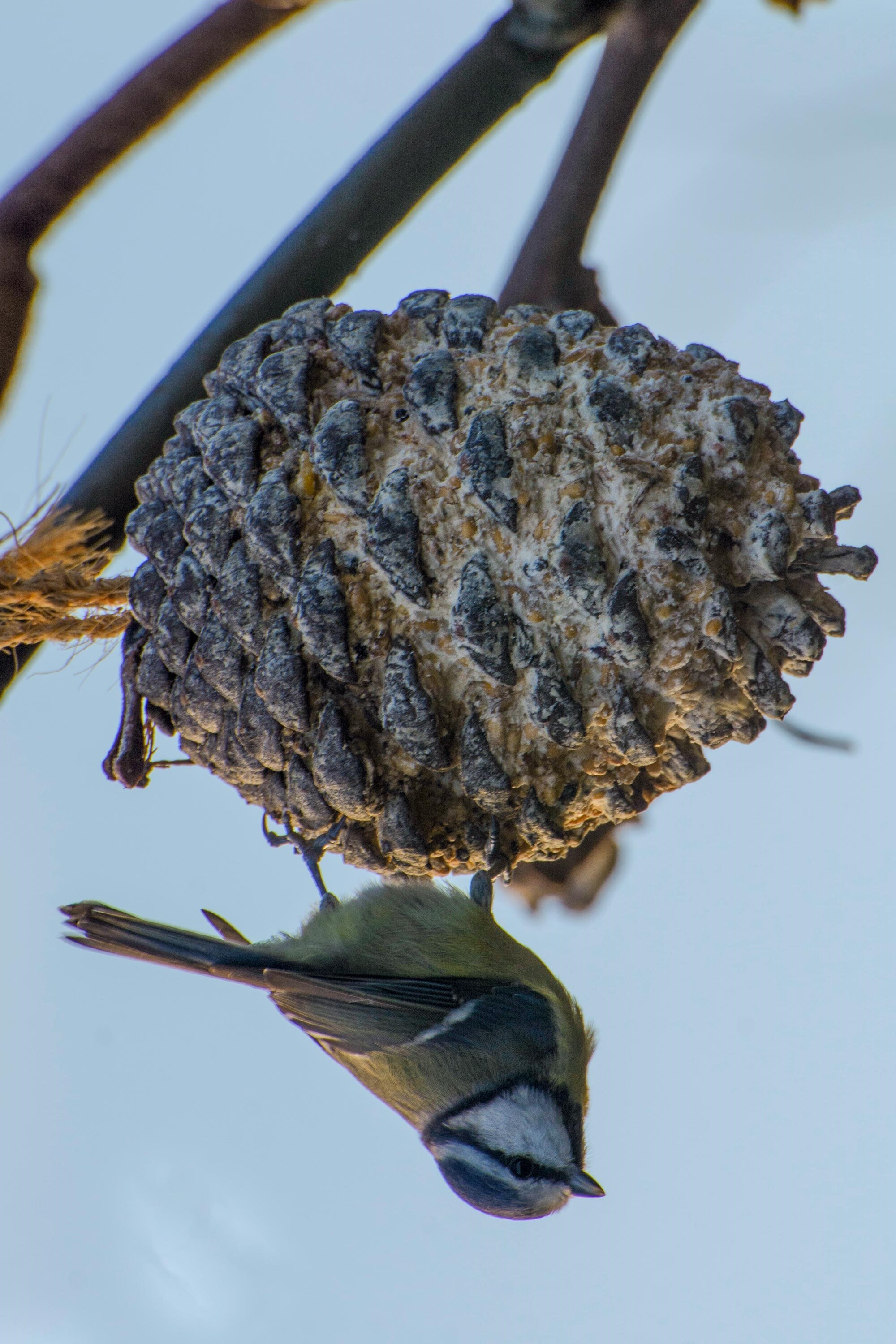 dobar Vogelfuttermix - versch. Varianten - Bild 1
