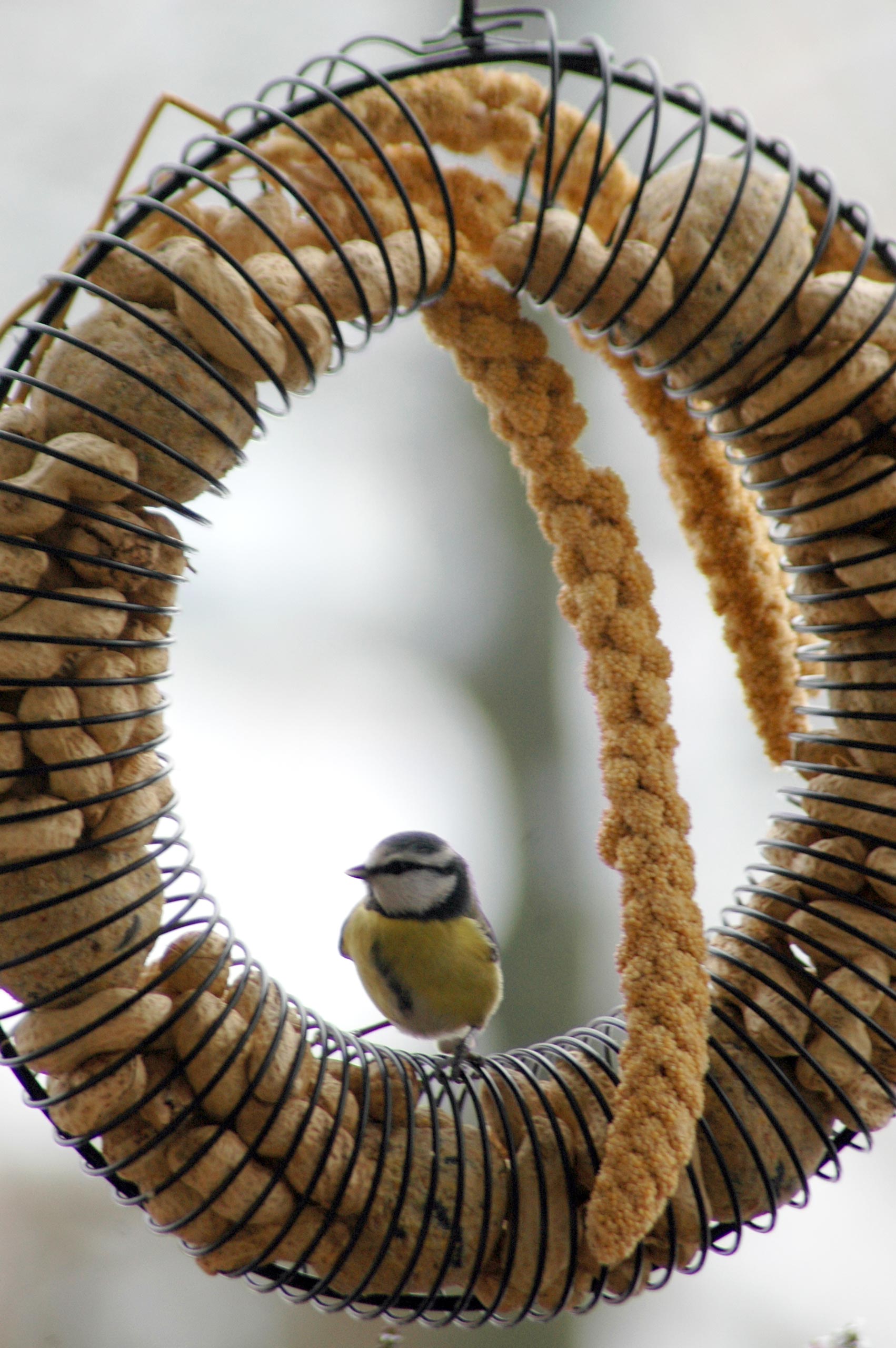 dobar Gro&szlig;er Vogelfutterring zum Aufh&auml;ngen - Bild 1