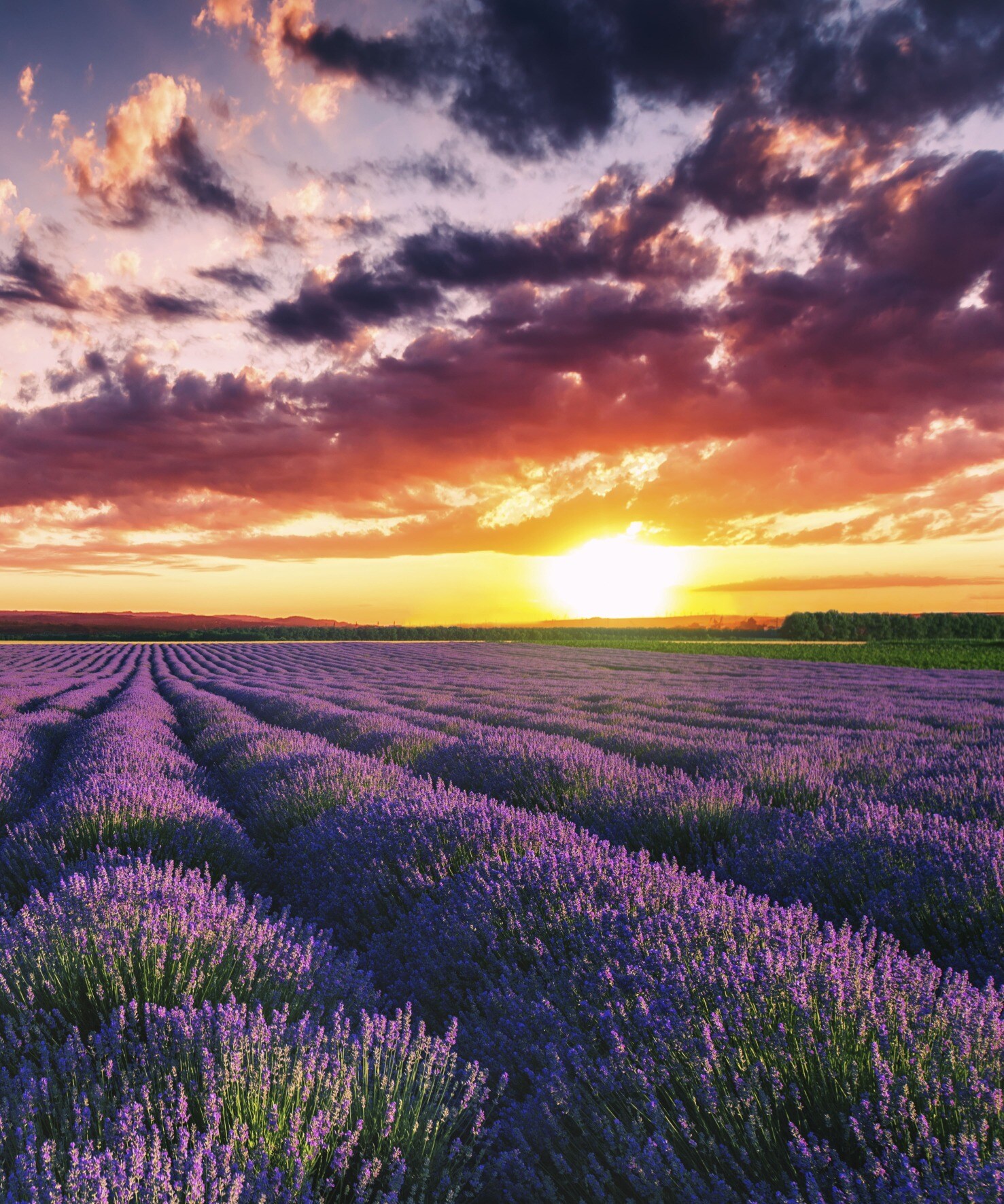 Marmony 500W Infrarot-Heizung Motiv "Lavendel" - Bild 1