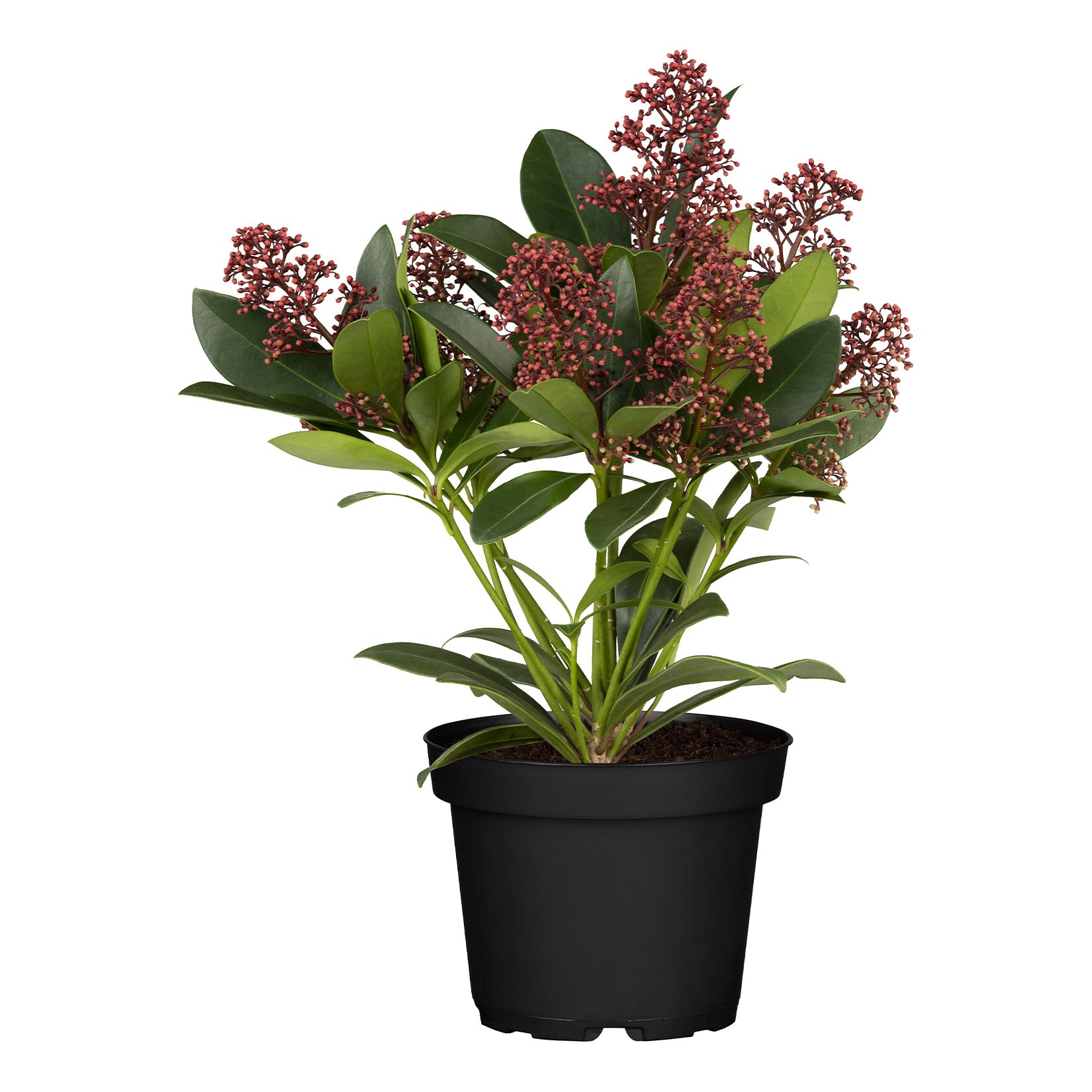 Japanische Fruchtskimmie – Skimmia Japonica Rubella, Höhe ~ 20 cm, Ø13 cm Topf, 1 Pflanze | 04311532510193