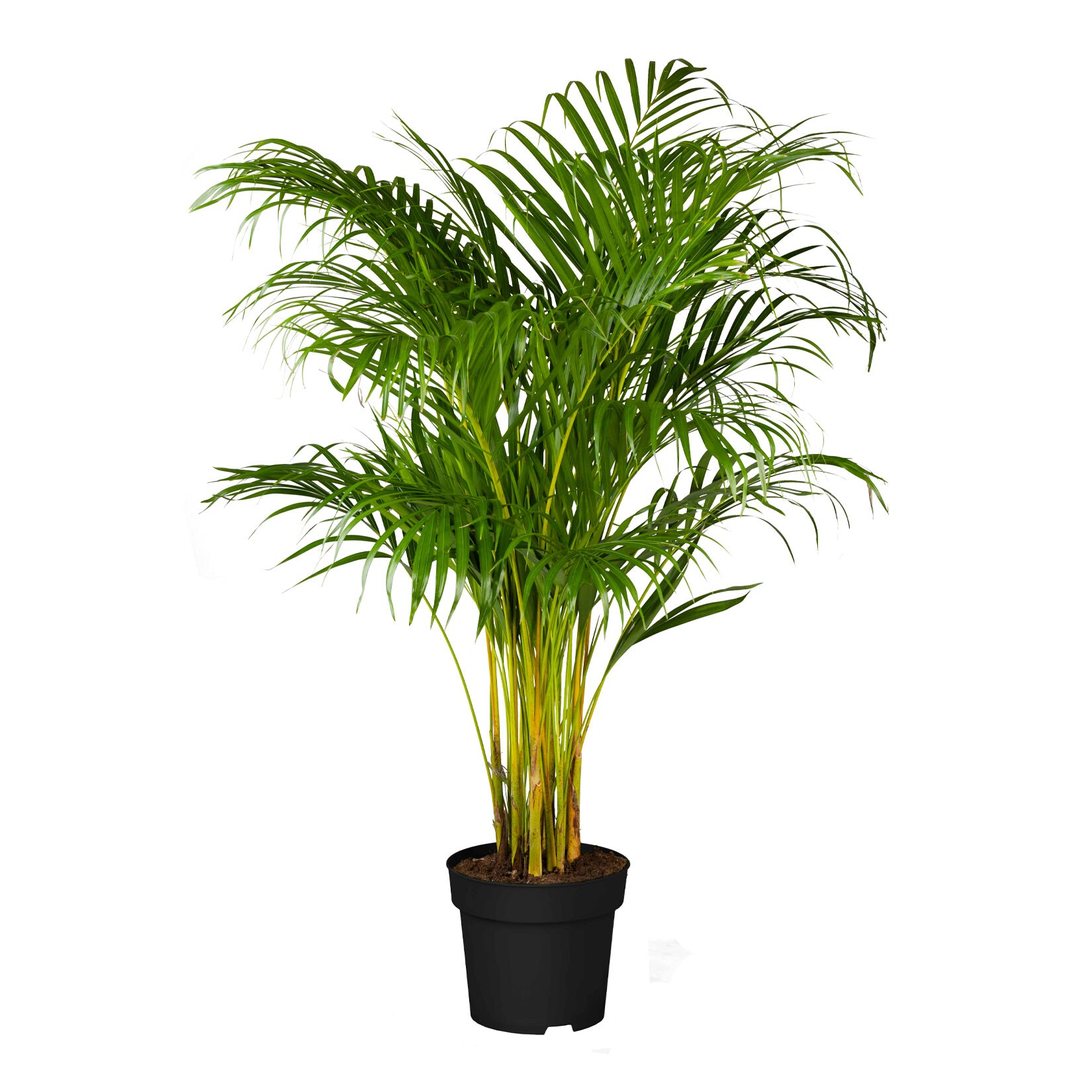 Goldfruchtpalme – Dypsis lutescens, Höhe 80-100 cm, Ø21 cm Topf, 1 Pflanze | 04311532540275