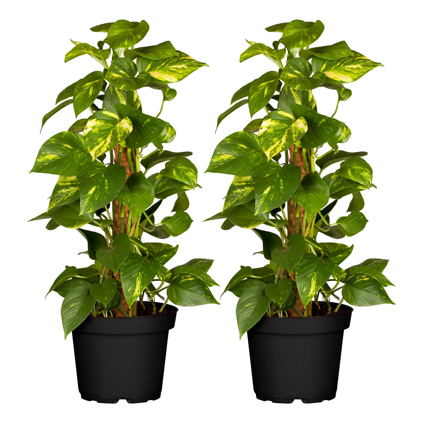 Goldene Efeutute – Epipremnum aureum am Moosstab, Höhe 50-60 cm, Ø15 cm Topf, 2 Stück | 04311532539897