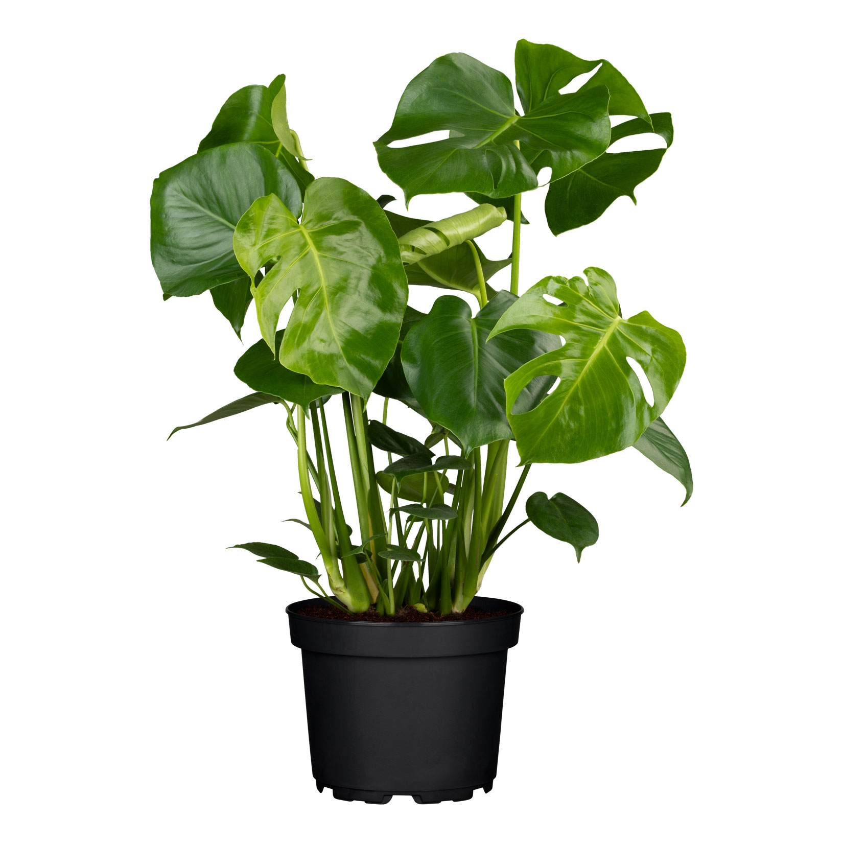 Fensterblatt - Monstera deliciosa, H&ouml;he 70-80 cm, &Oslash;21cm Topf, 1 Pflanze - Bild 1