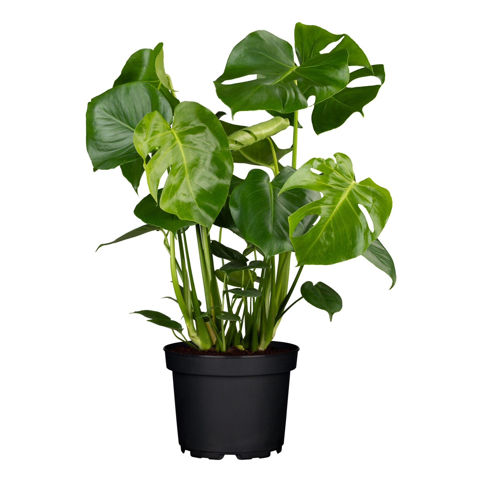 Fensterblatt – Monstera deliciosa, Höhe 70-80 cm, Ø21cm Topf, 1 Pflanze | 04311532539903