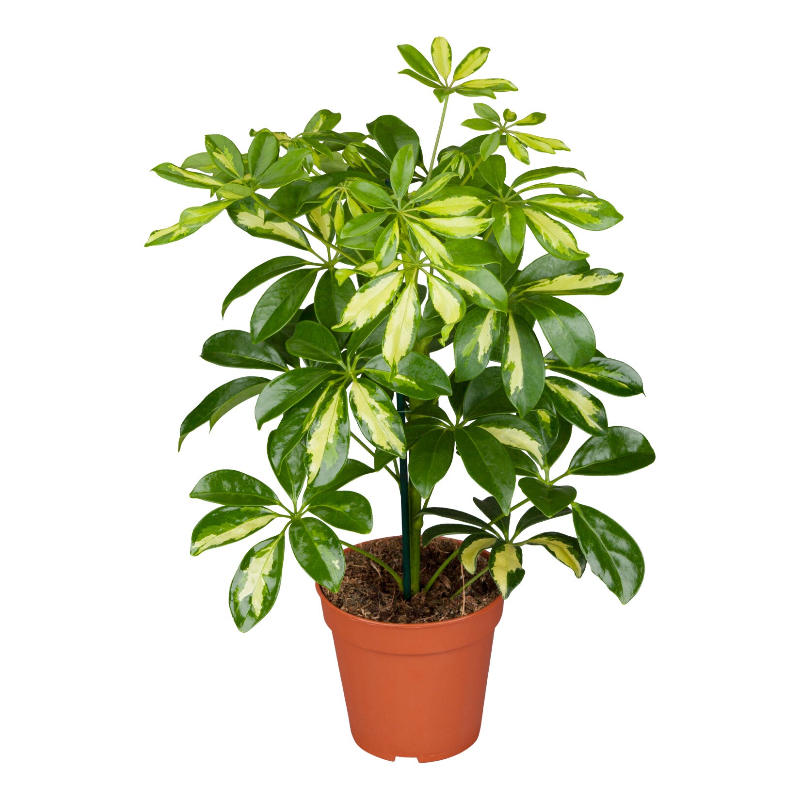 Strahlenaralie - Schefflera arboricola, H&ouml;he 30-40 cm, &Oslash;13cm Topf, 1 Pflanze - Bild 1