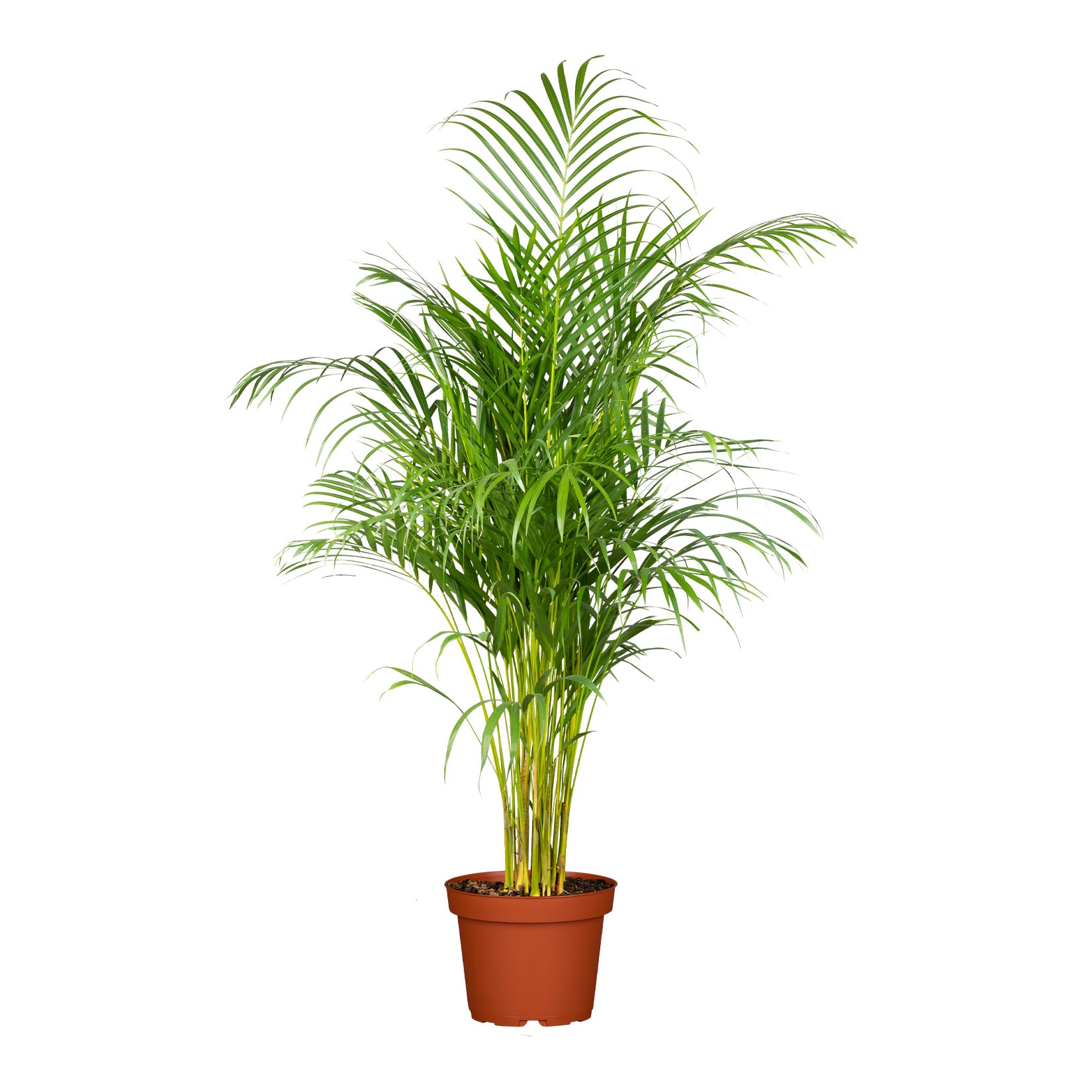 Goldfruchtpalme - Dypsis lutescens, H&ouml;he 100-110, &Oslash;24 cm Topf, 1 Pflanze - Bild 1