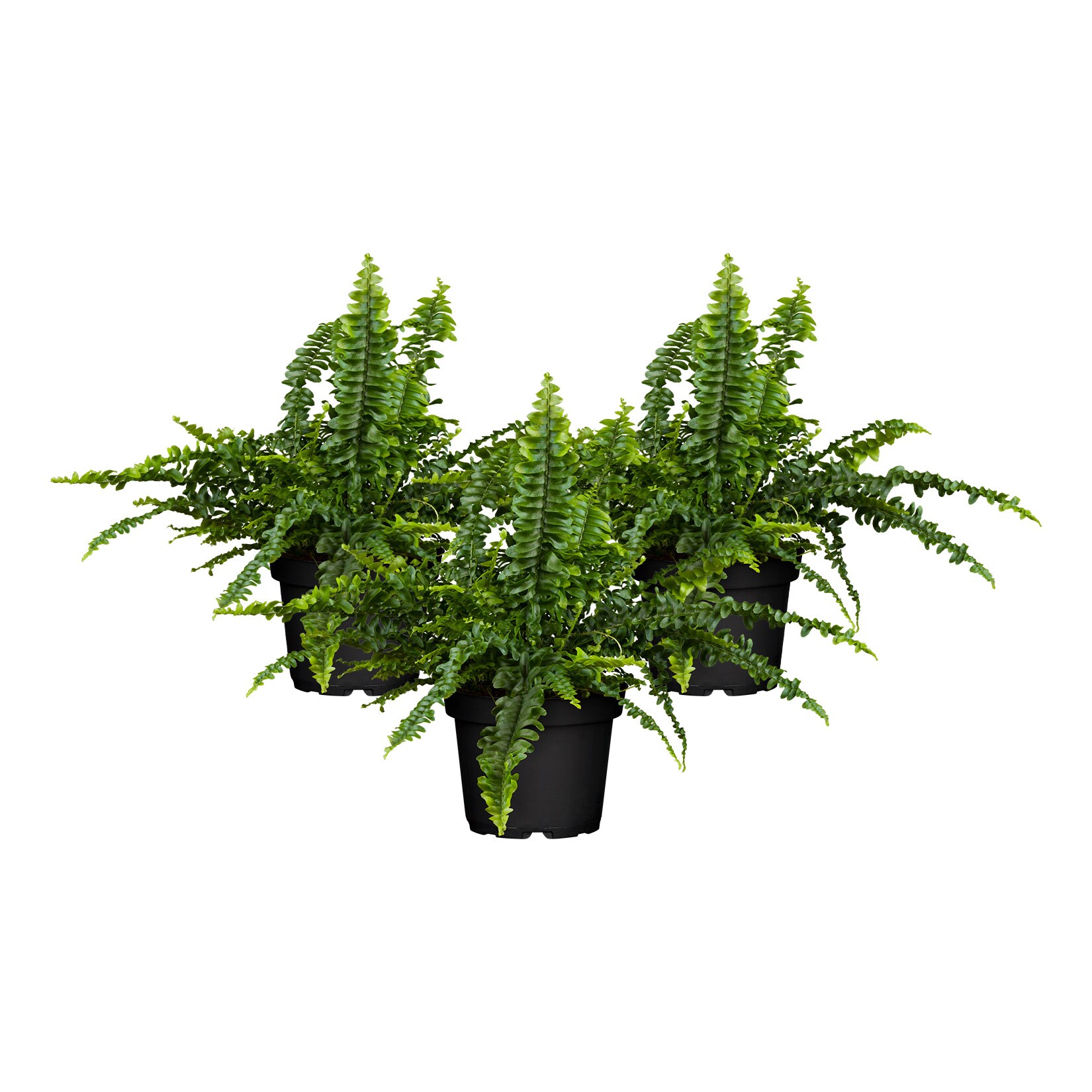 Schwertfarn – Nephrolepis exaltata, Höhe 25-30 cm, Ø12cm Topf, 3er Set | 04311532540381
