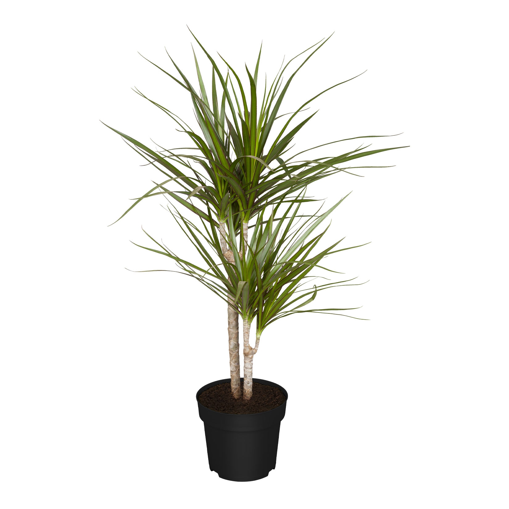 Drachenbaum - Dracaena Marginata, H&ouml;he 80-90 cm, &Oslash; 21cm, 1 Pflanze - Bild 1