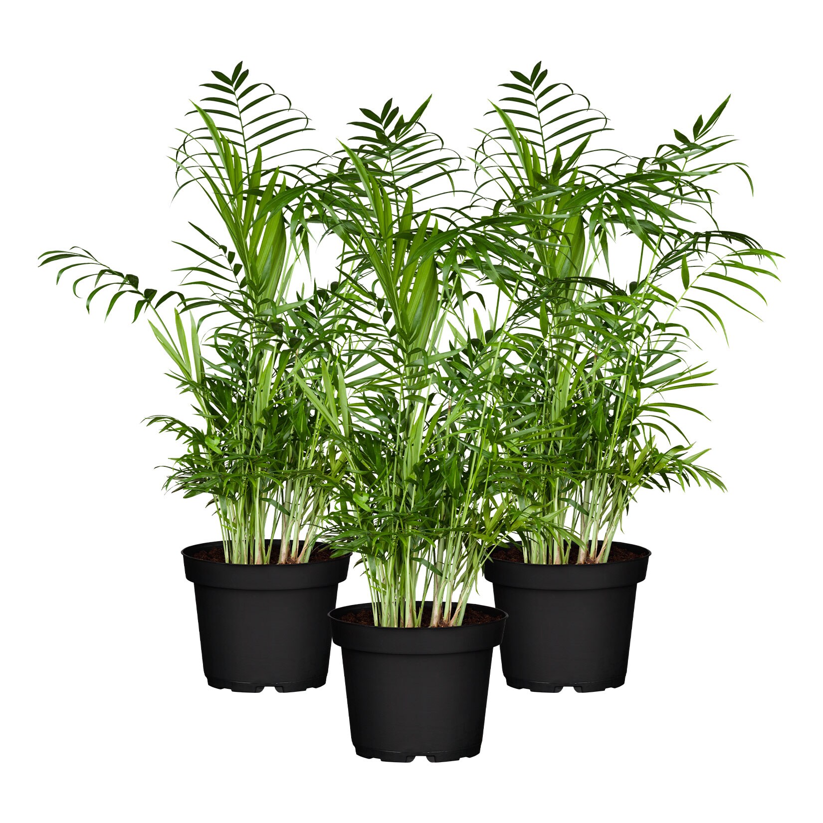 Mexikanische Bergpalme – Chamaedorea elegans, Höhe 30-35 cm, Ø 12cm, 3 Stück | 04311532540206