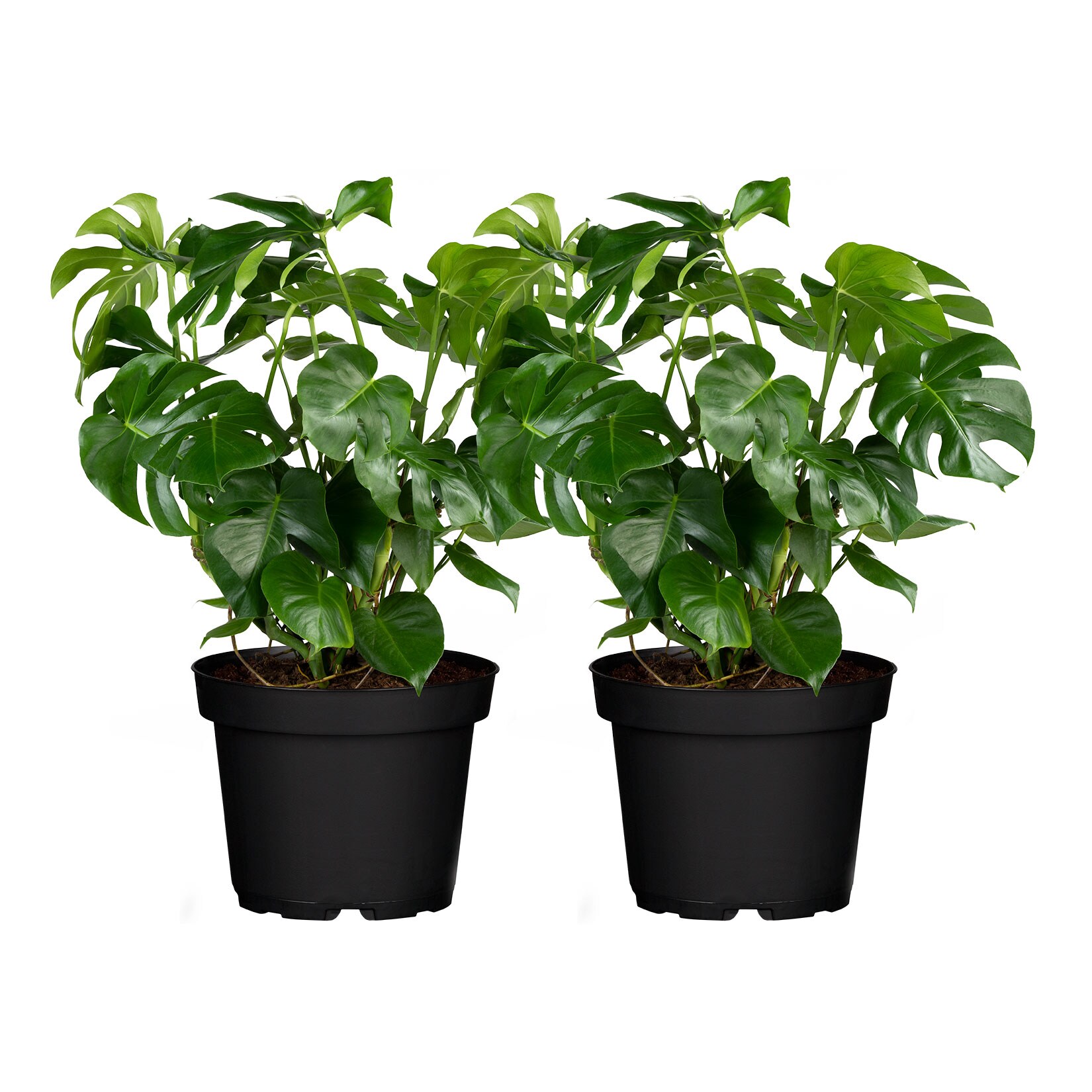 Fensterblatt  - Monstera deliciosa, H&ouml;he 50-60 cm,  &Oslash;17cm, 2er Set - Bild 1