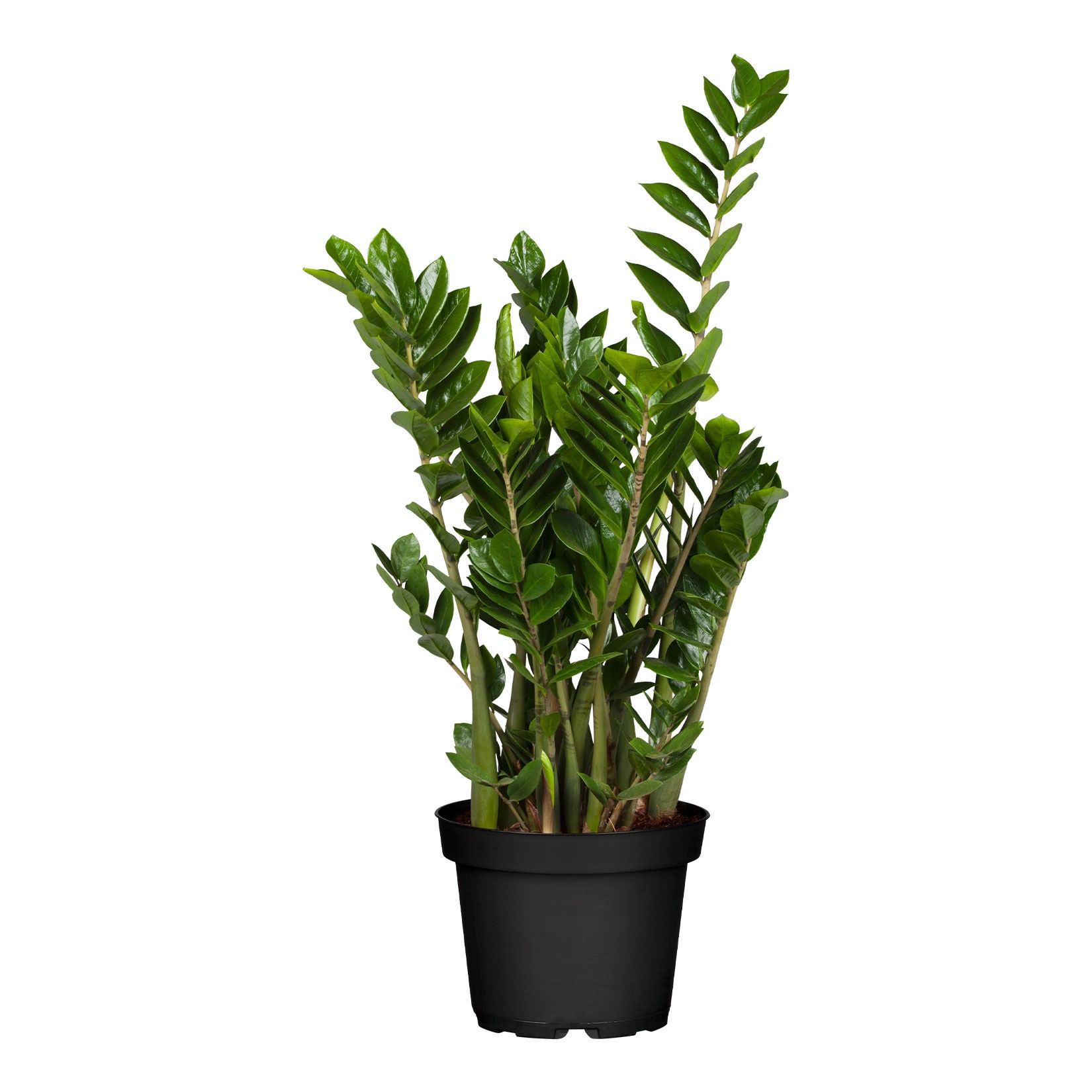 Gl&uuml;cksfeder - Zamioculcas Zamiifolia, H&ouml;he 60-80 cm, &Oslash;21 cm Topf, 1 Pflanze - Bild 1