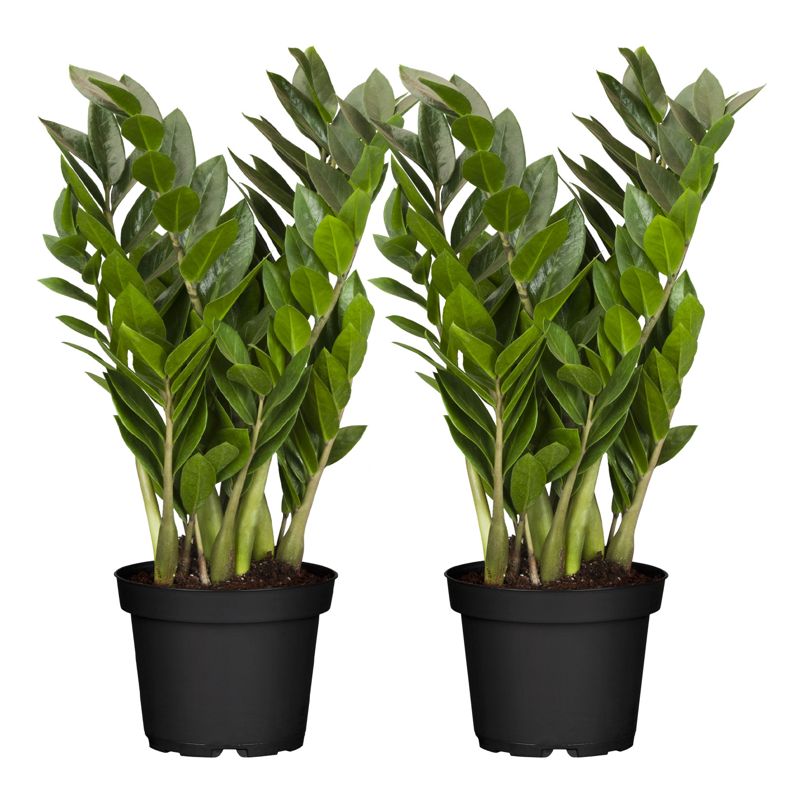 Gl&uuml;cksfeder - Zamioculcas Zamiifolia, H&ouml;he 60-70 cm, &Oslash;17cm, 2er Set - Bild 1