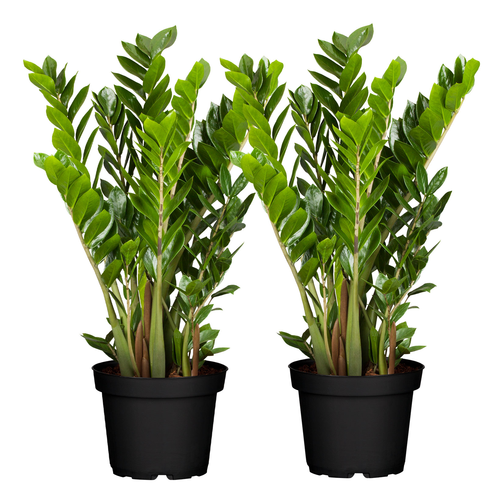 Gl&uuml;cksfeder - Zamioculcas Zamiifolia, H&ouml;he 40-50 cm, &Oslash;14 cm Topf, 2 St&uuml;ck - Bild 1