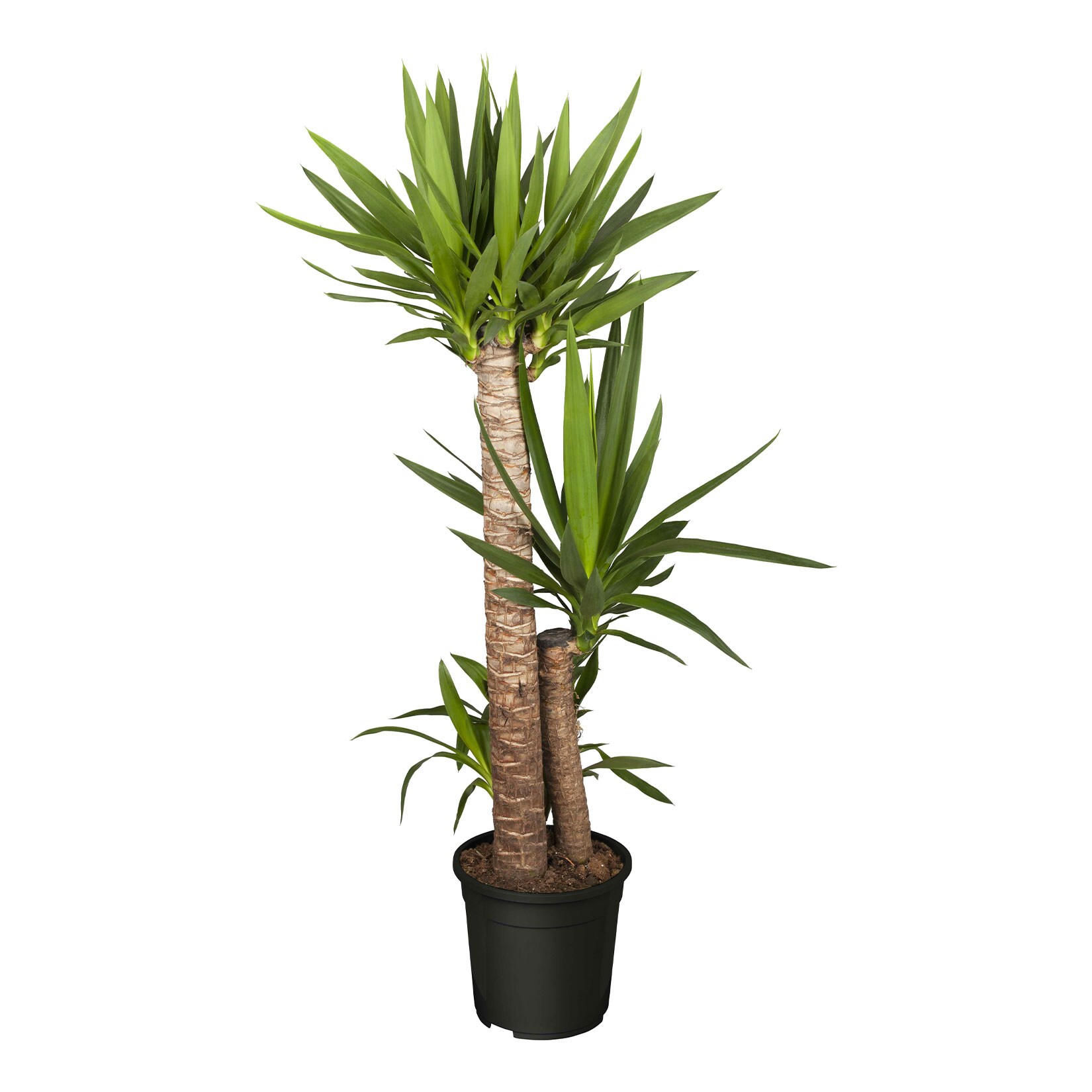 Riesen-Palmlilie - Yucca elephantipes, H&ouml;he 80-90 cm, &Oslash;17cm, 1 Pflanze - Bild 1