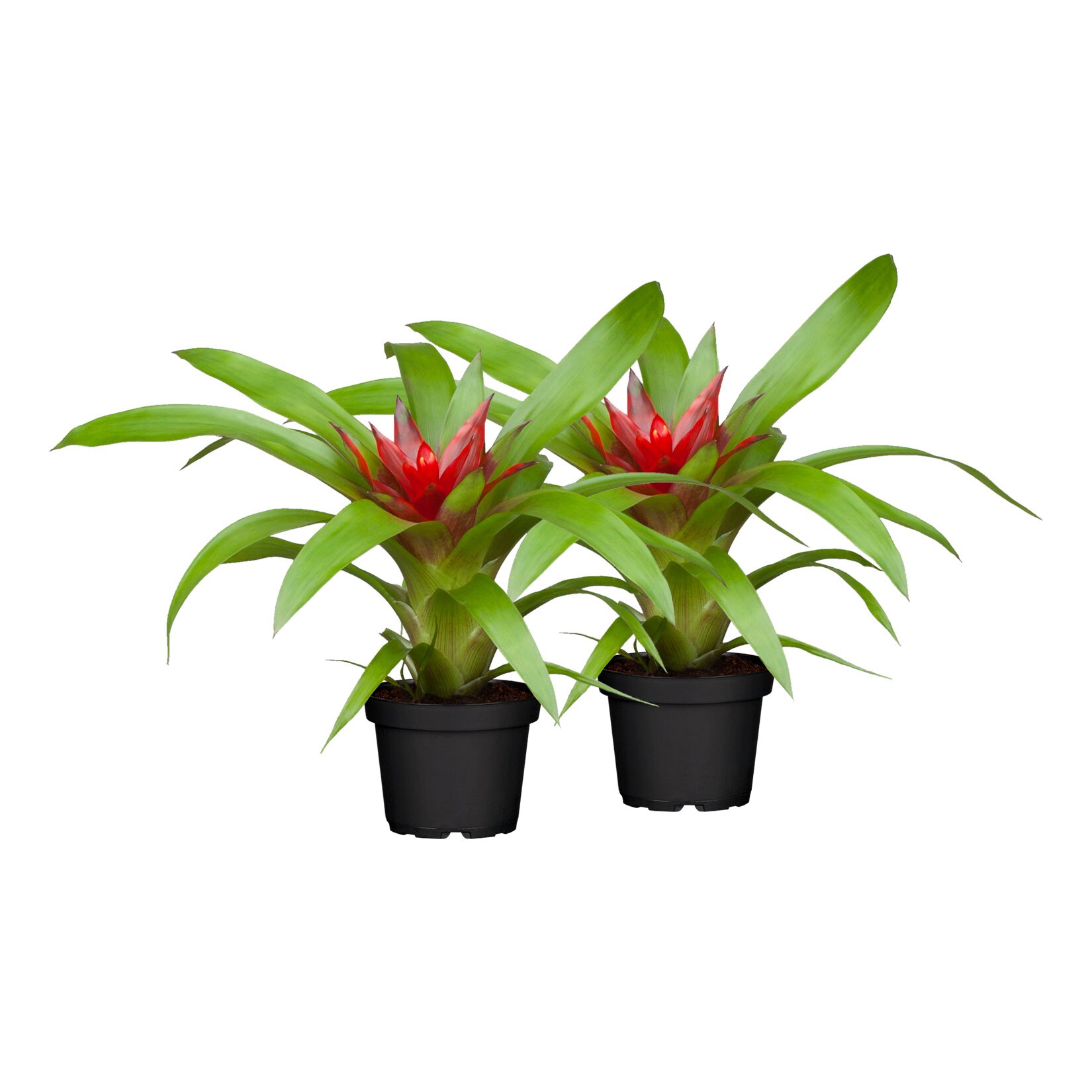 Bromelia Mix, Höhe 40-50 cm, Ø12 cm Topf, 2er Set | 04311532540619