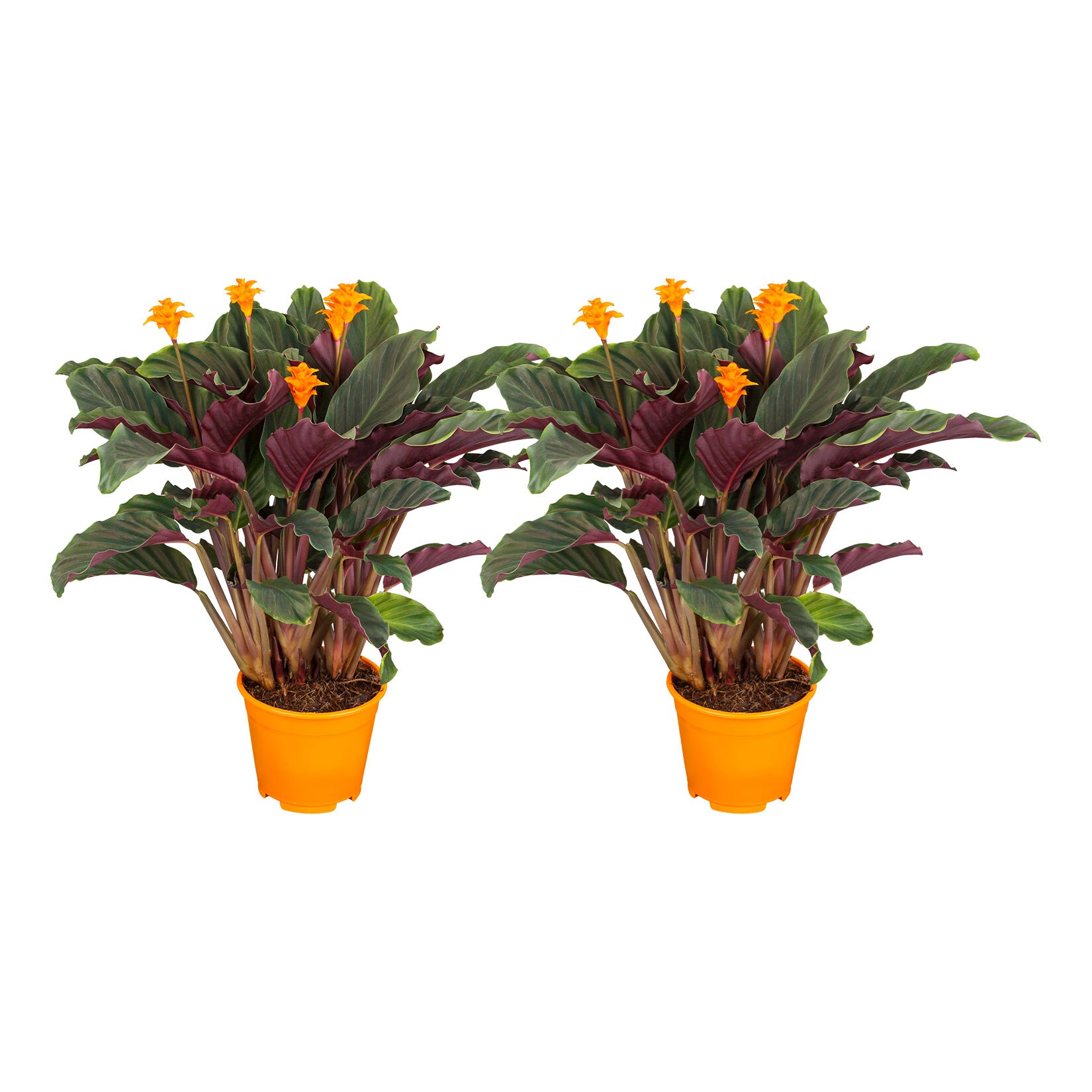 Korbmarante - Calathea Crocata, H&ouml;he 30-40 cm, &Oslash;14 cm Topf, 2er Set - Bild 1