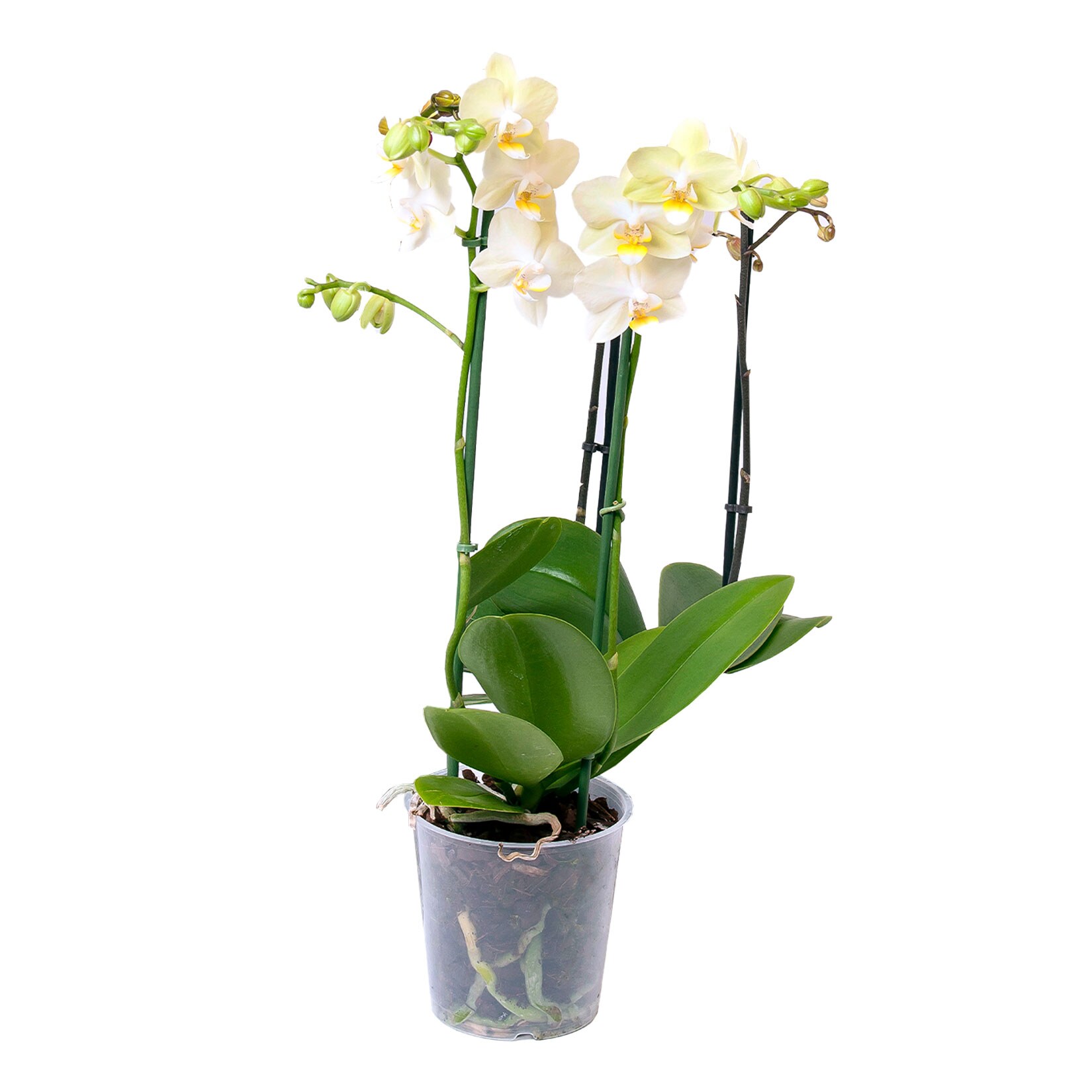 Orchidee - Phalaenopsis mit 3 Trieben, H&ouml;he 40-50 cm, &Oslash;12 cm Topf, 1 Pflanze - Bild 1
