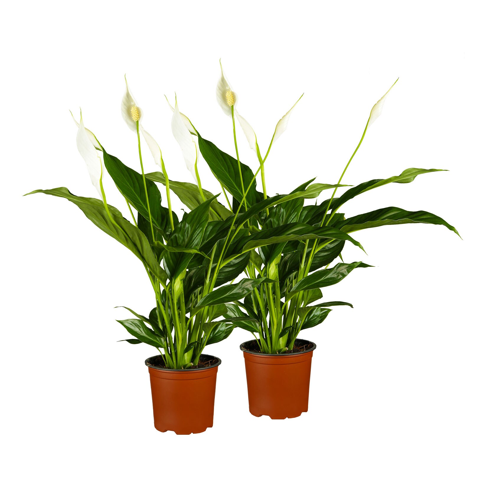 Einblatt – Spathiphyllum walisii, Höhe 30-40 cm, Ø13 cm Topf, 2er Set | 04311532540343