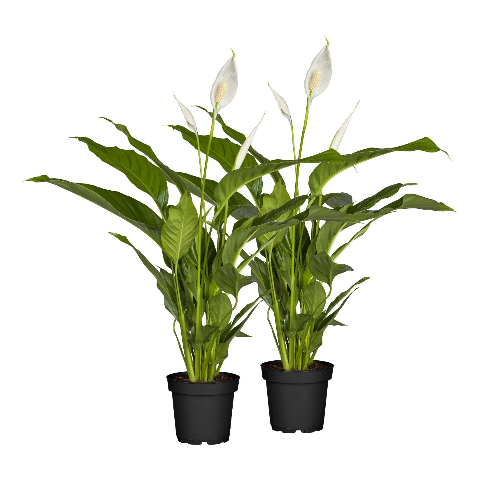 Einblatt – Spathiphyllum floribundum, Höhe 70-80 cm, Ø17 cm, 2er Set | 04311532540350