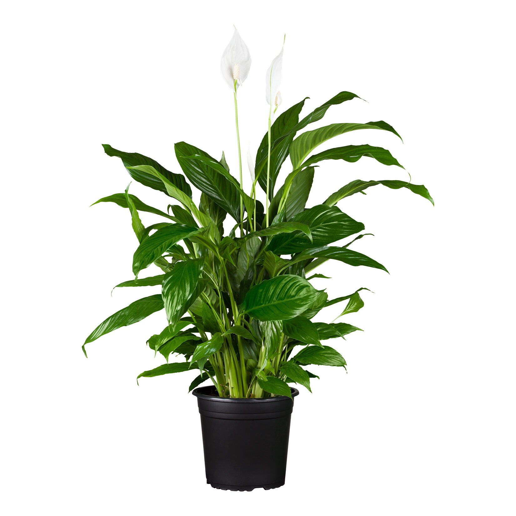 Einblatt – Spathiphyllum floribundum weiß, Höhe 70-80 cm, Ø21cm Topf, 1 Pflanze | 04311532540312