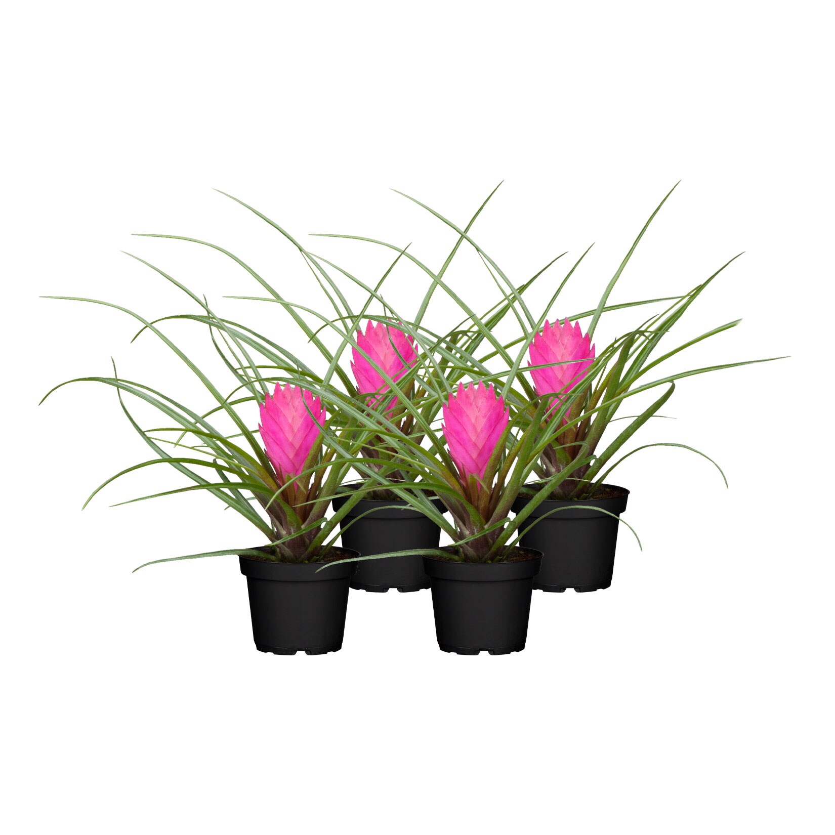 Tillandsie - Tillandsia cyanea Pink 1 Bl&uuml;te, H&ouml;he 20-25 cm, &Oslash;9 cm Topf, 4er Set - Bild 1