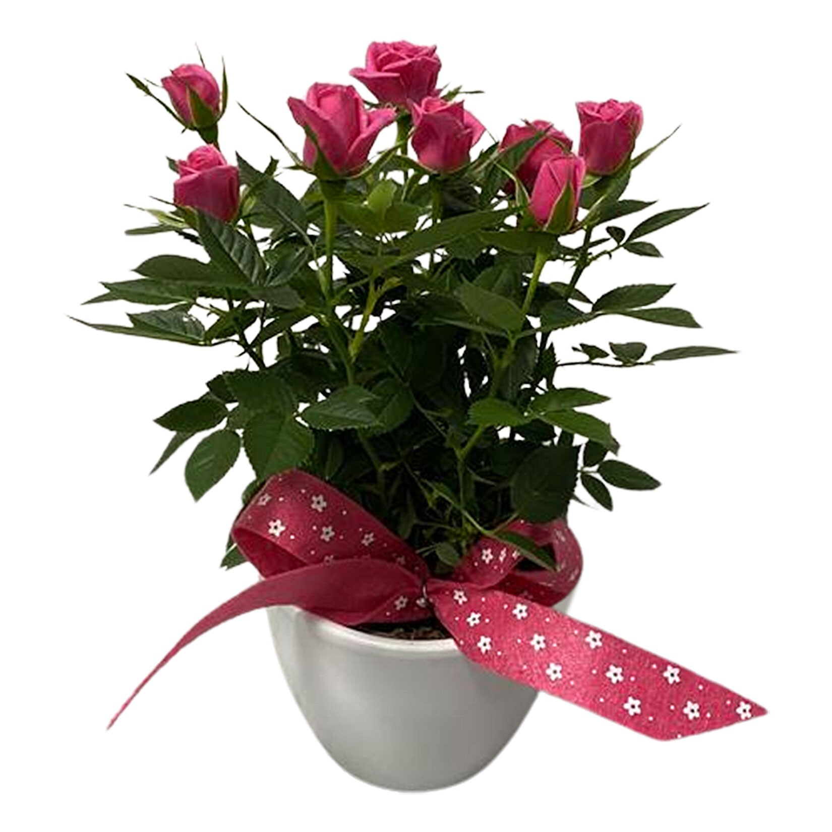 Rosen in Keramik mit Deko, Ø11 cm, 1 Pflanze | 04311532493168