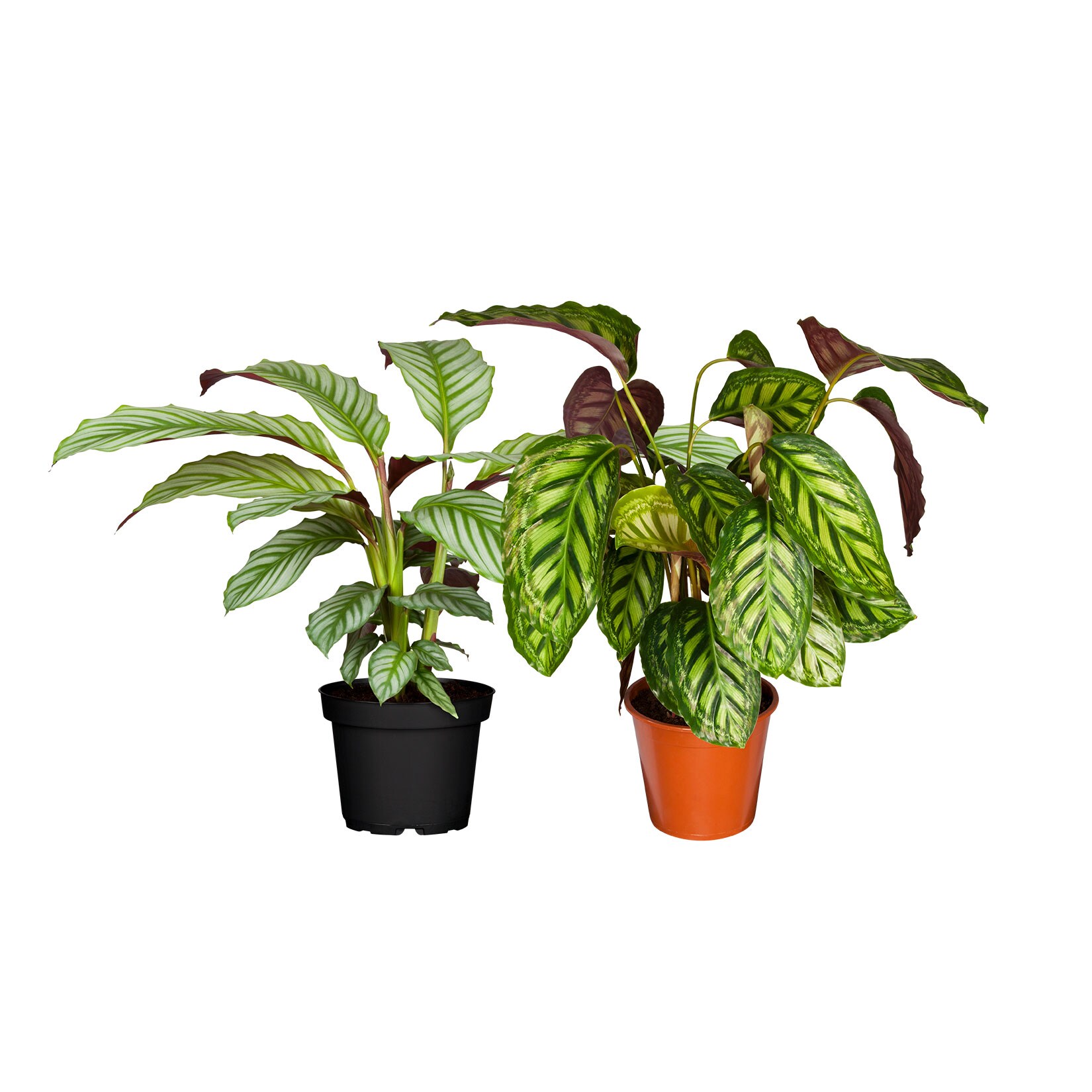 Korbmarante – Calathea Crocata, 50-60 cm, Ø17 cm Topf, 2er Set | 04311532541777