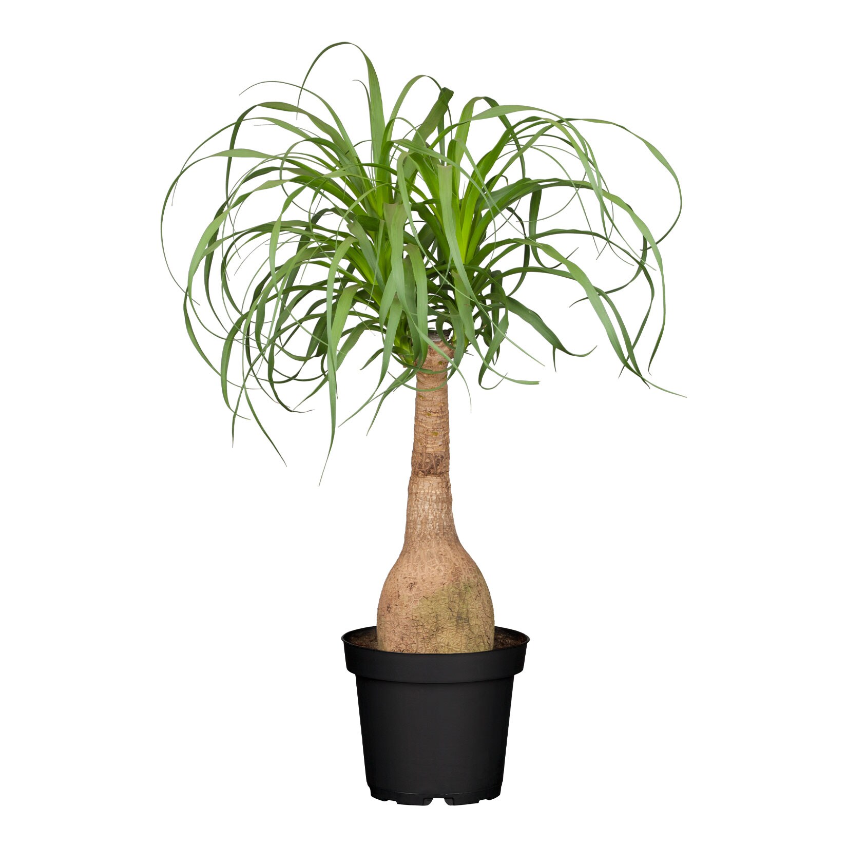 Elefantenfuß – Beaucarnea recurvata, Höhe 80-90 cm, Ø24 cm Topf, 1 Pflanze | 04311527578979