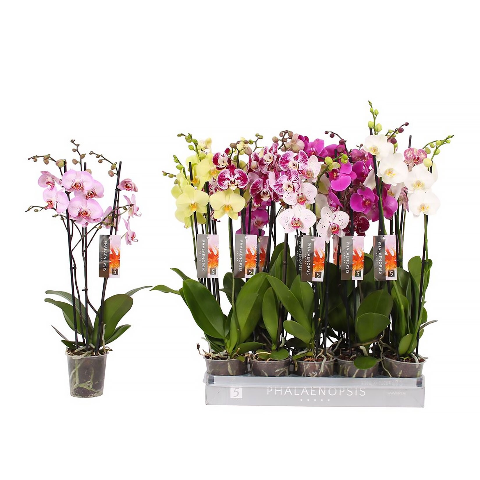 Schmetterlingsorchidee - Phalaenopsis Multiflower, H&ouml;he 40-60 cm, &Oslash;12 cm Topf, 1 Pflanze - Bild 1