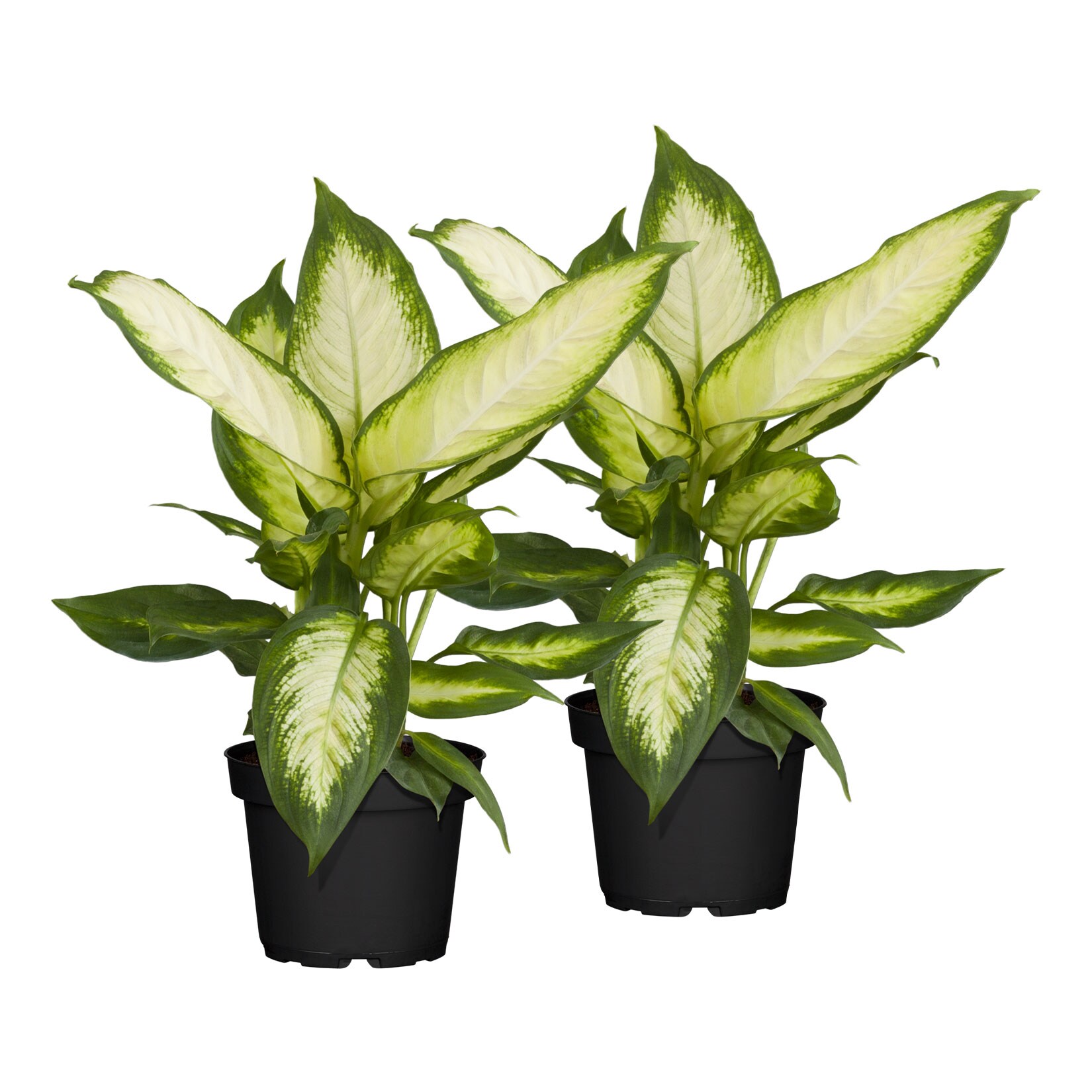 Dieffenbachie – Dieffenbachia Maculata Mix, Höhe 40-50 cm, Ø17 cm Topf, 2er Set | 04311532560181