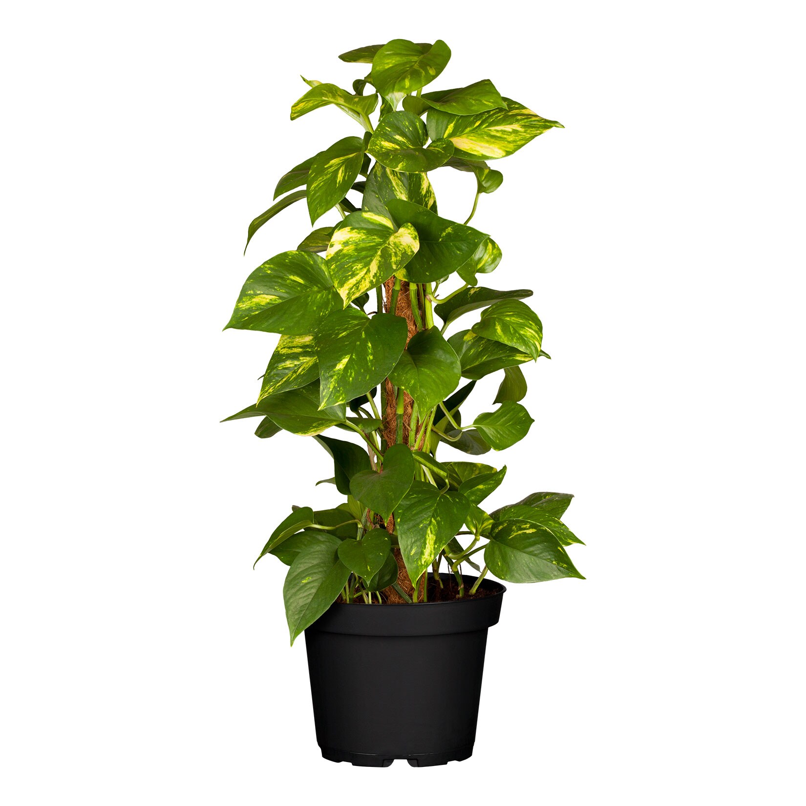 Goldene Efeutute – Epipremnum Aureum Mooststab, Höhe 90-100 cm,  Ø24 cm Topf, 1 Pflanze | 04311532560662